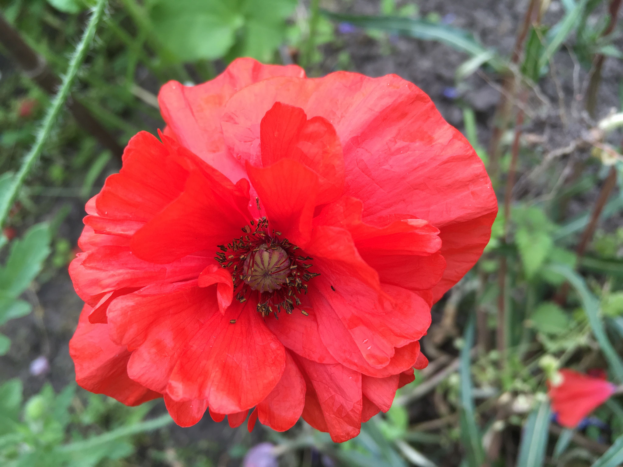 Klatschmohn Chorus
