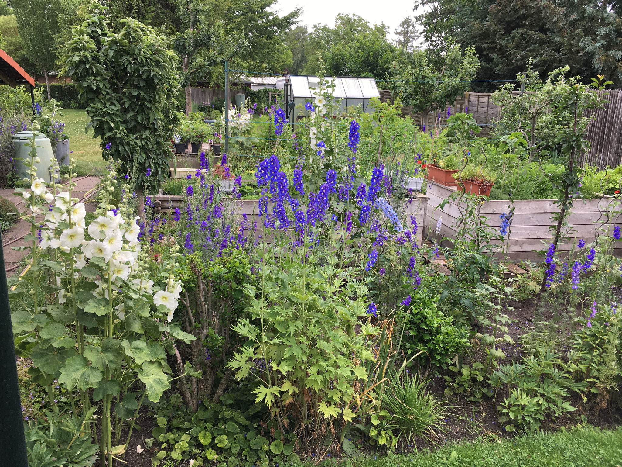 Stockrose und Ritterspornstaude