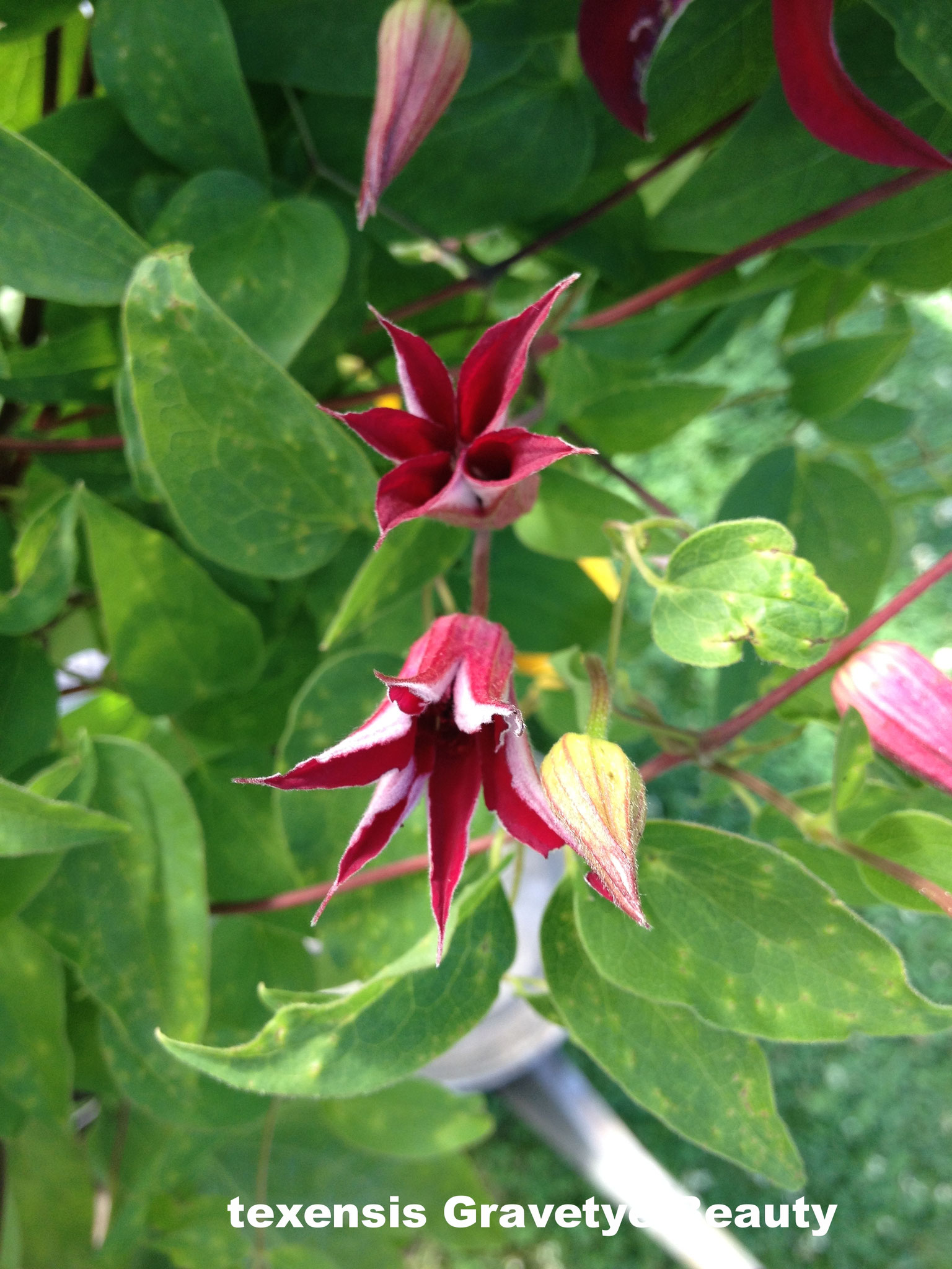 Texensis Gravetye Beauty