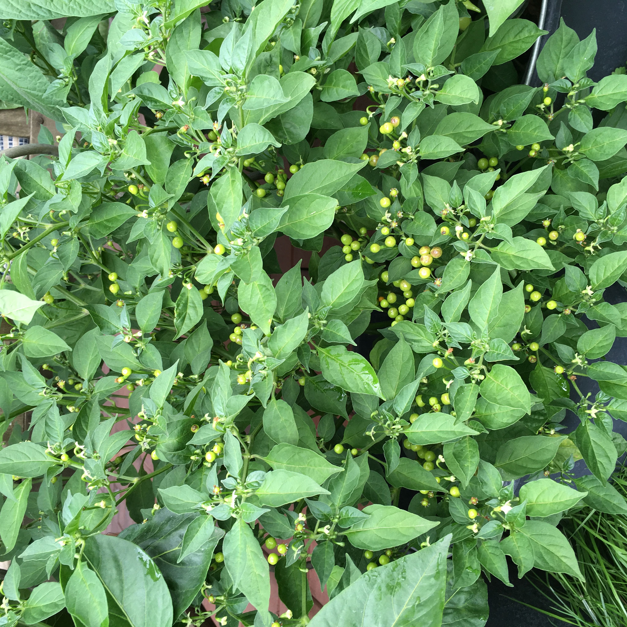 Aji Charapita