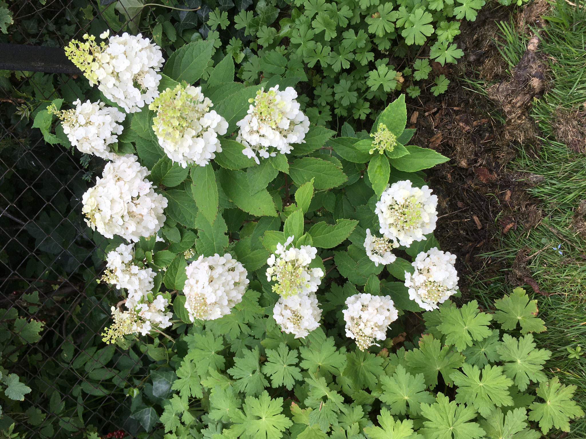 Paniculate White light