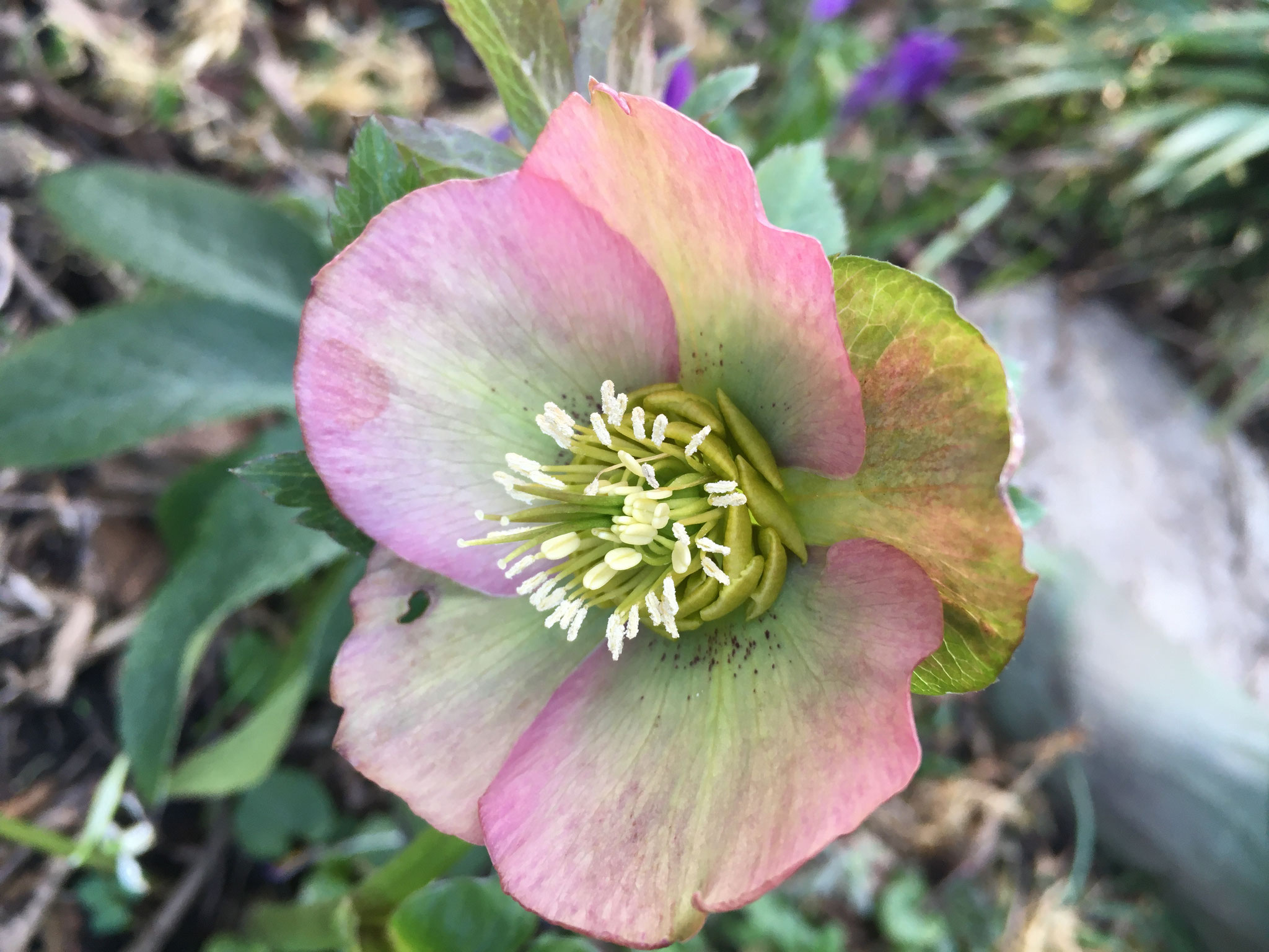 Lenzrose orientalis argutifolius- purpurrosa