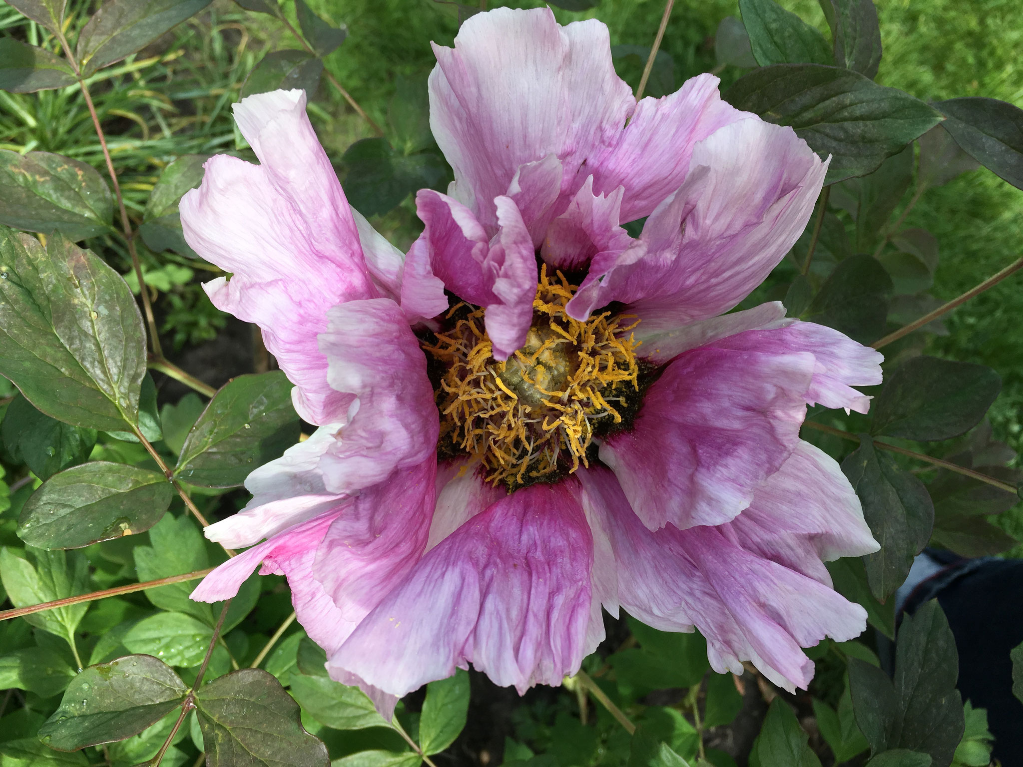 Pfingstrosen - aus-meinem-garten
