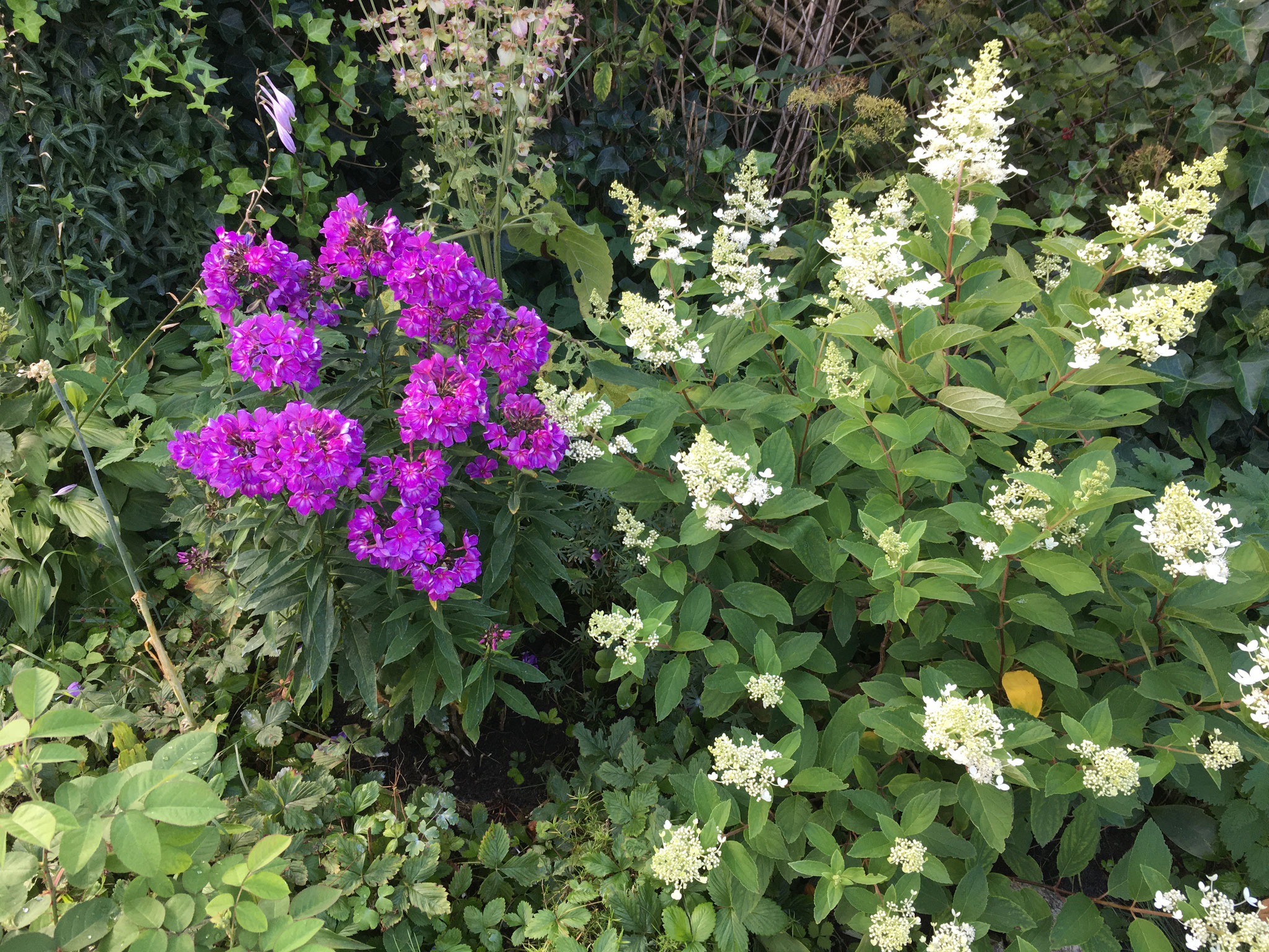 Phlox und Hortensie Paniculata officinalis