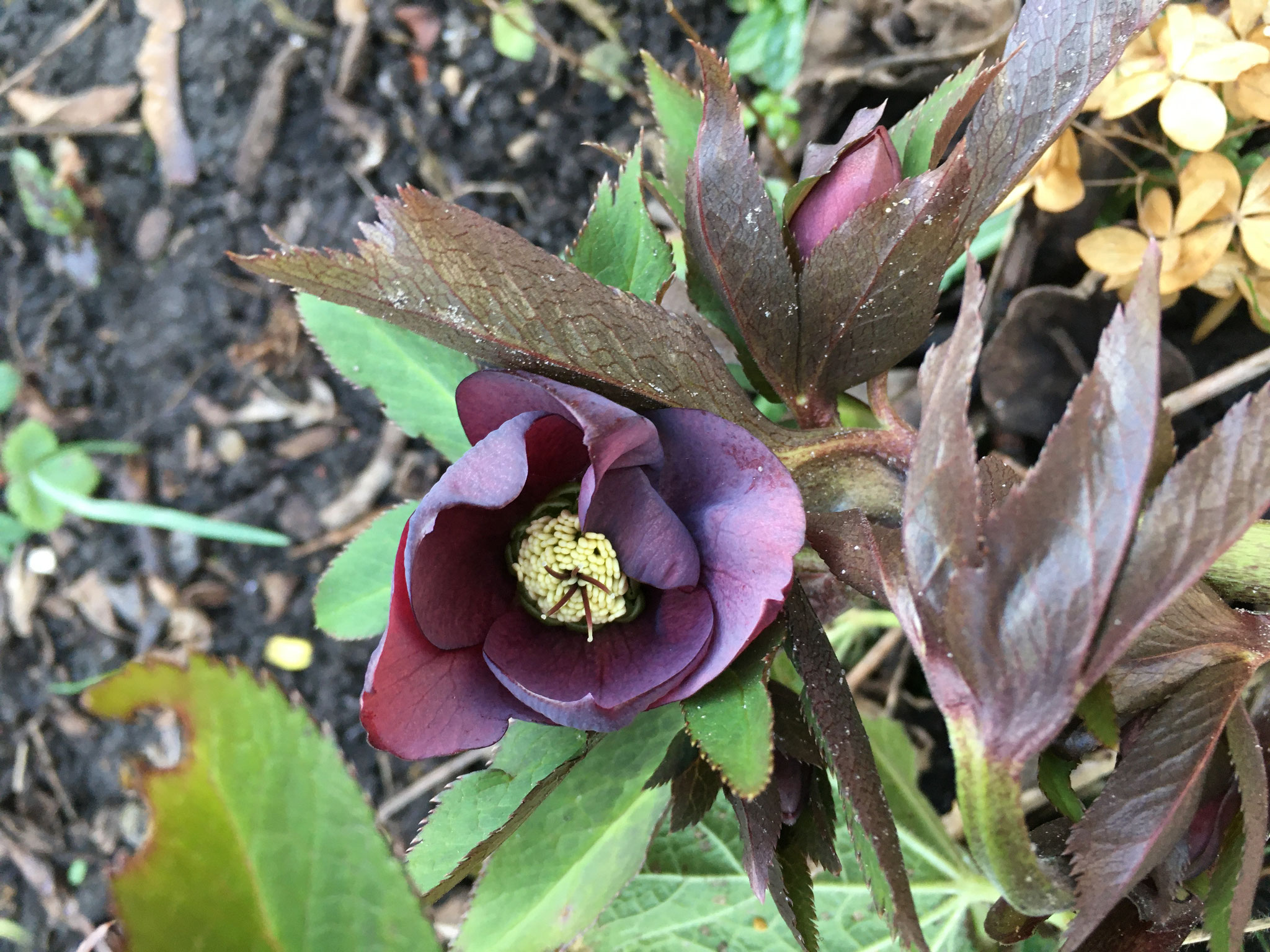 Lenzrose-dunkelrosa -schokoladenfarben