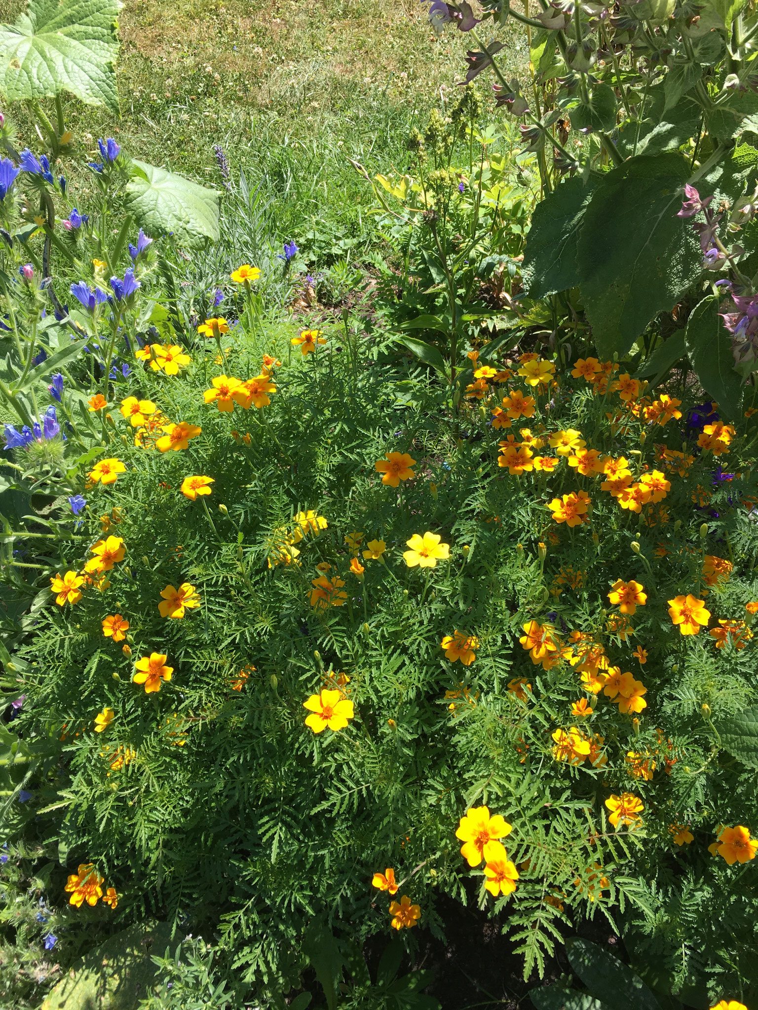 Zwerg-Tagetes im Topf