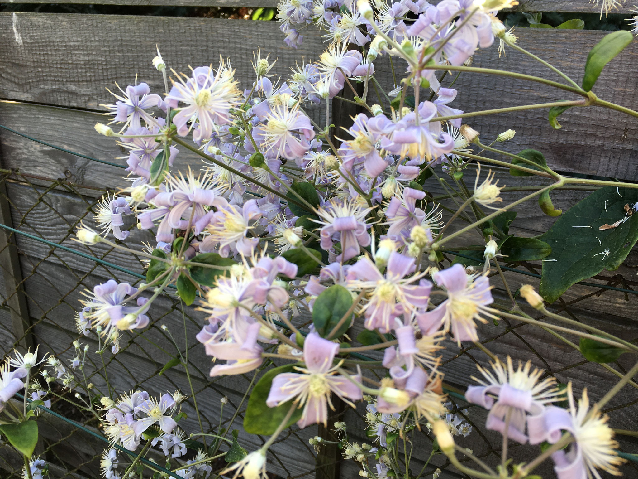 heracleifolia tubulosa Campanile
