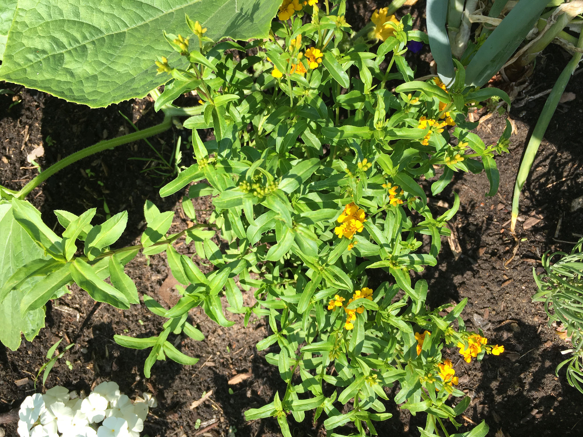 Zwergtagetes Anisata mit  essbaren Blüten