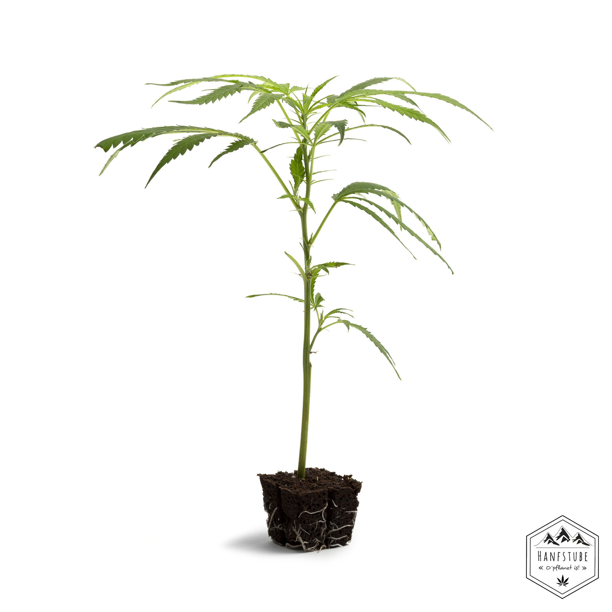 Stecklinge, Stecklinge Innsbruck, Hanfseife, CBD Produkte, Hanf, Stecklinge kaufen, cbd