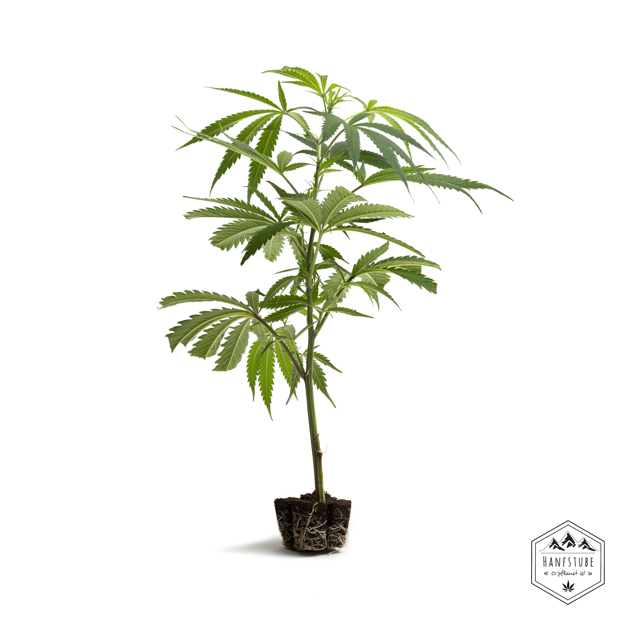 Stecklinge, Stecklinge Innsbruck, Hanfseife, CBD Produkte, Hanf, Stecklinge kaufen, cbd