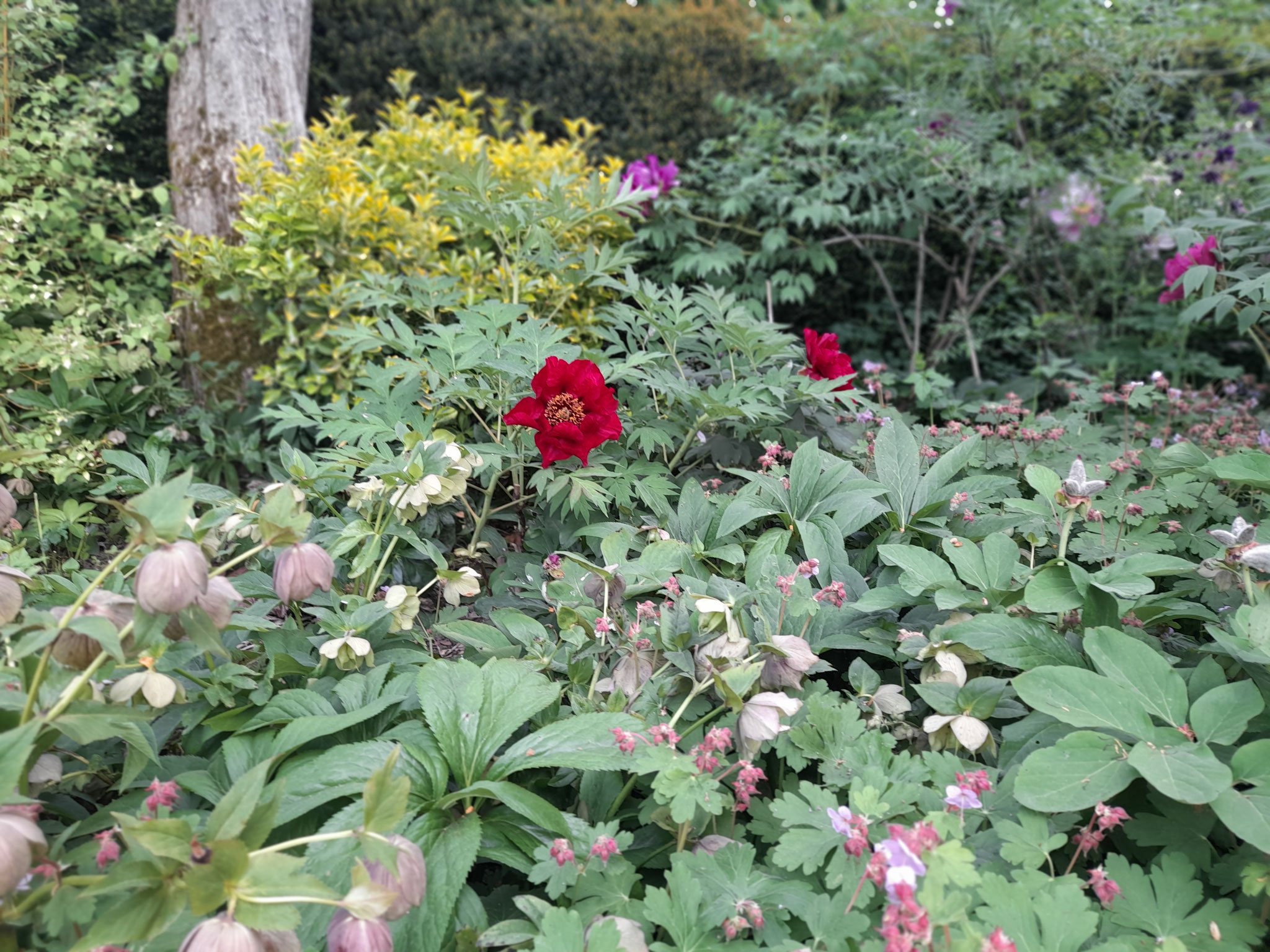 Paeonia 'La Tenebreuse' in Riecks Garten 3.05.2026