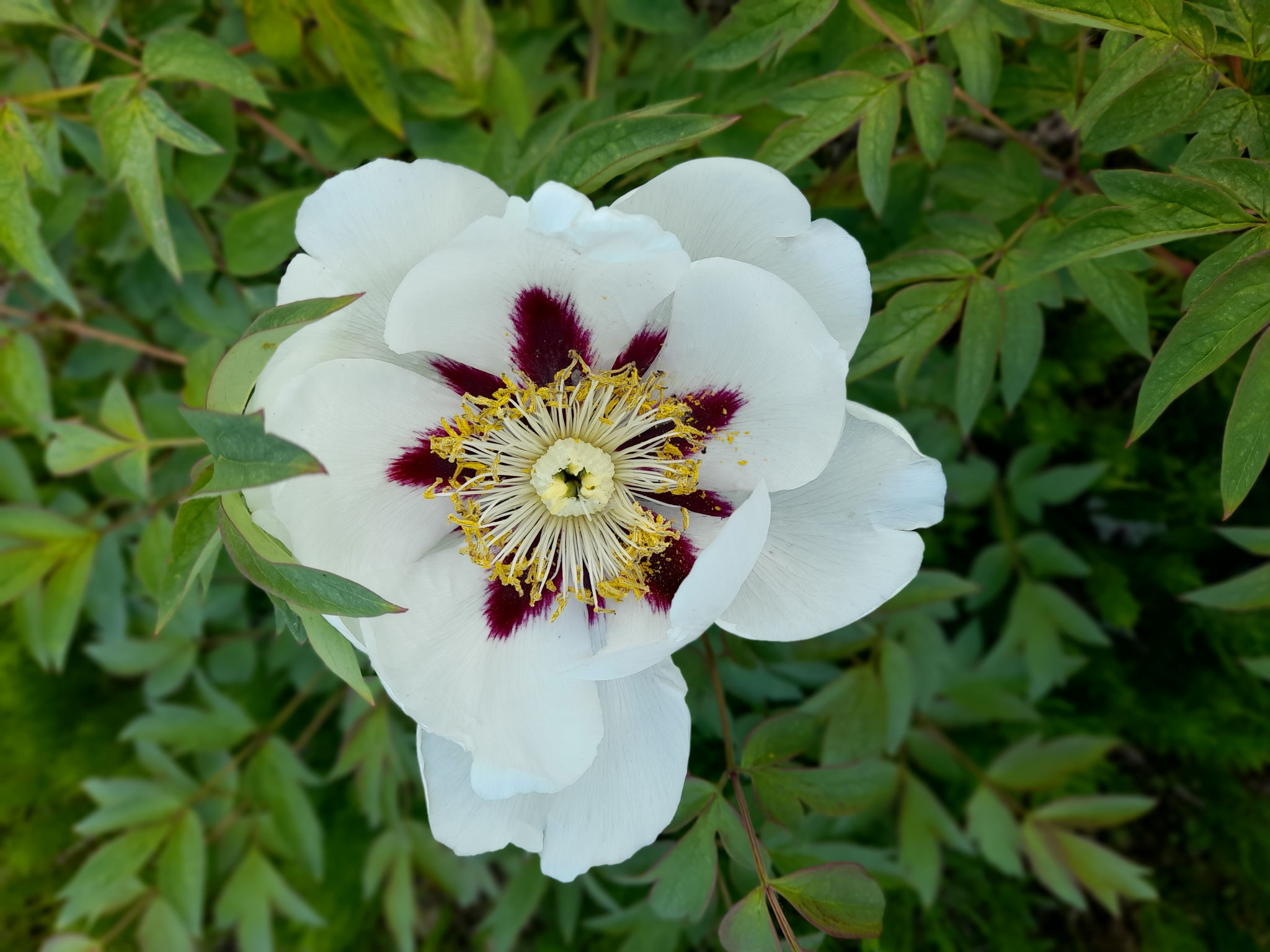 Bilder aus dem Garten von Emrich in Wonsheim am 10.05.2026