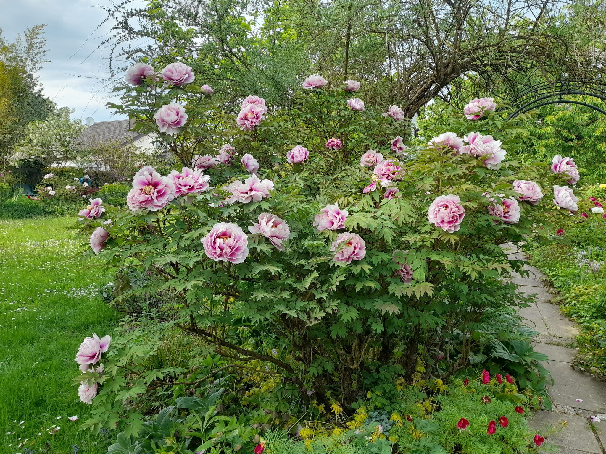 Paeonia 'Passacaglia' in Riecks Garten 3.05.2026