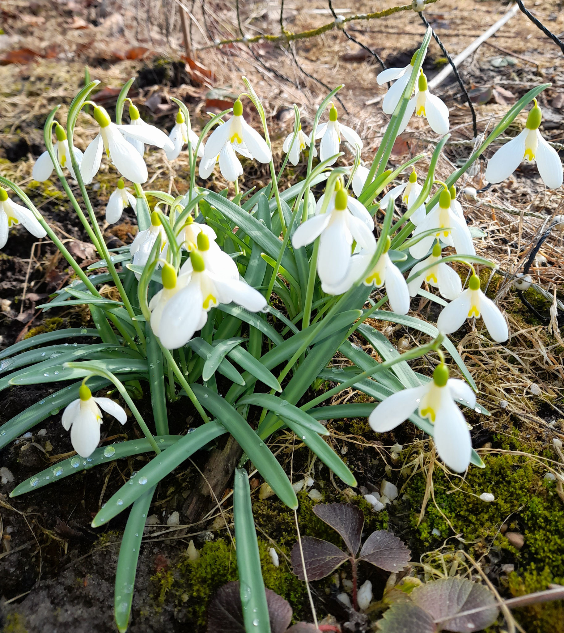 WG Nr. 2 Sämling - Farbwechsler