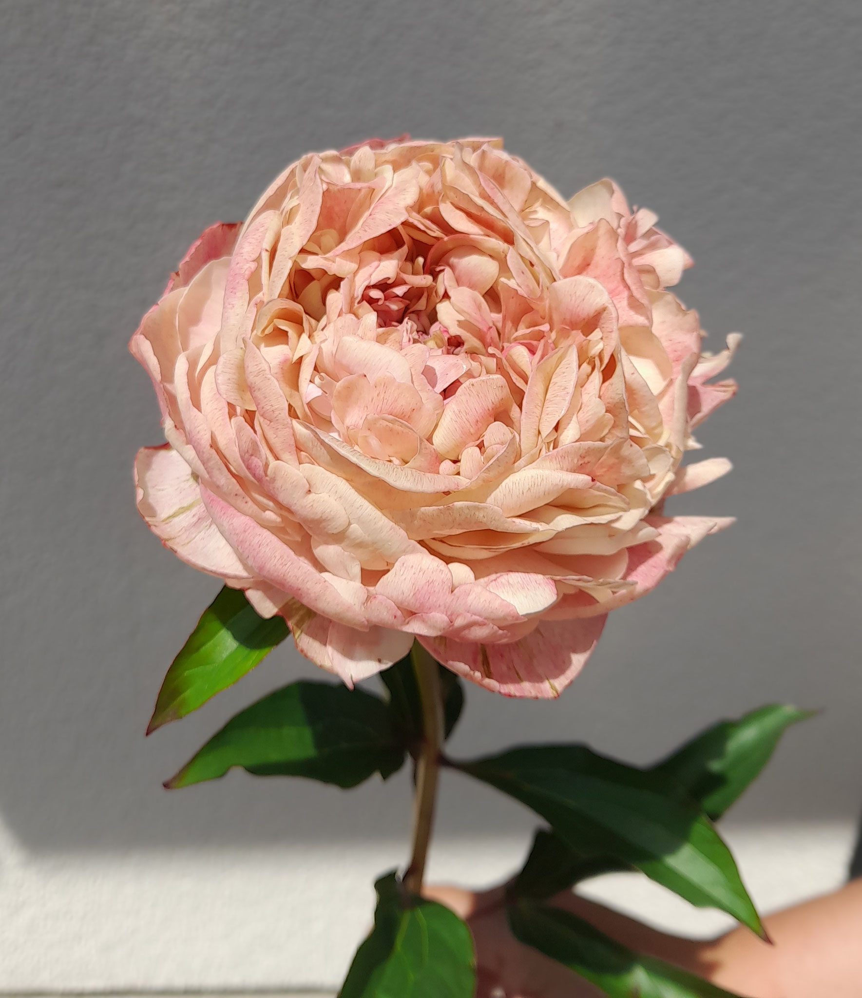 Paeonia 'Rosa Knospe'