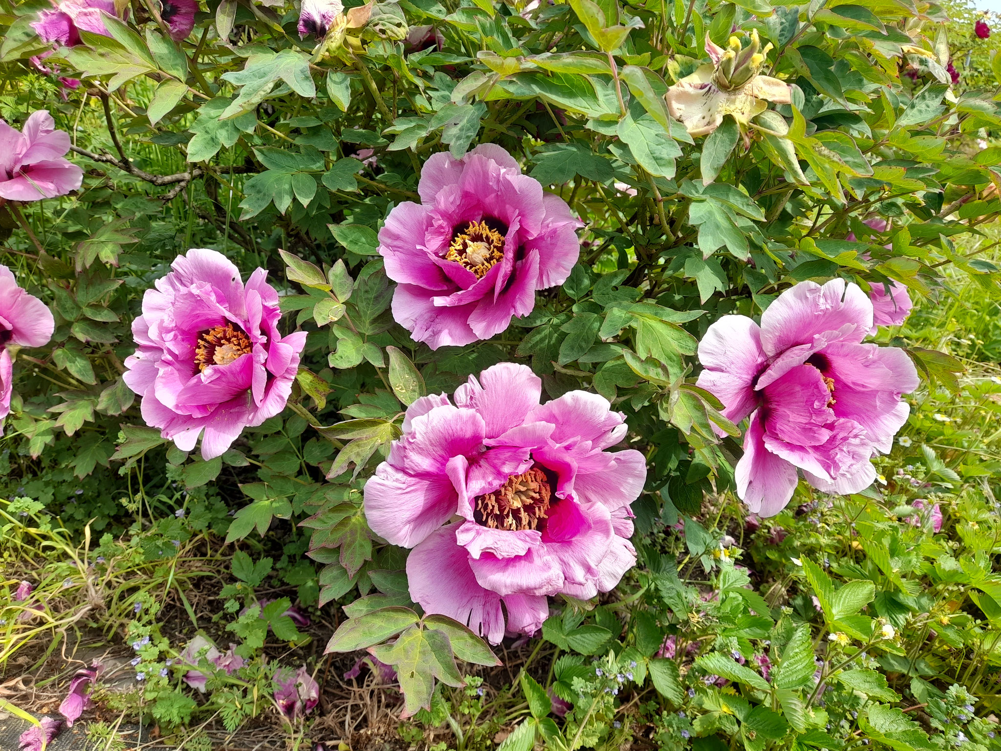 Paeonia 'Alegretto' neue Sorte von Riecks 3.05.2026