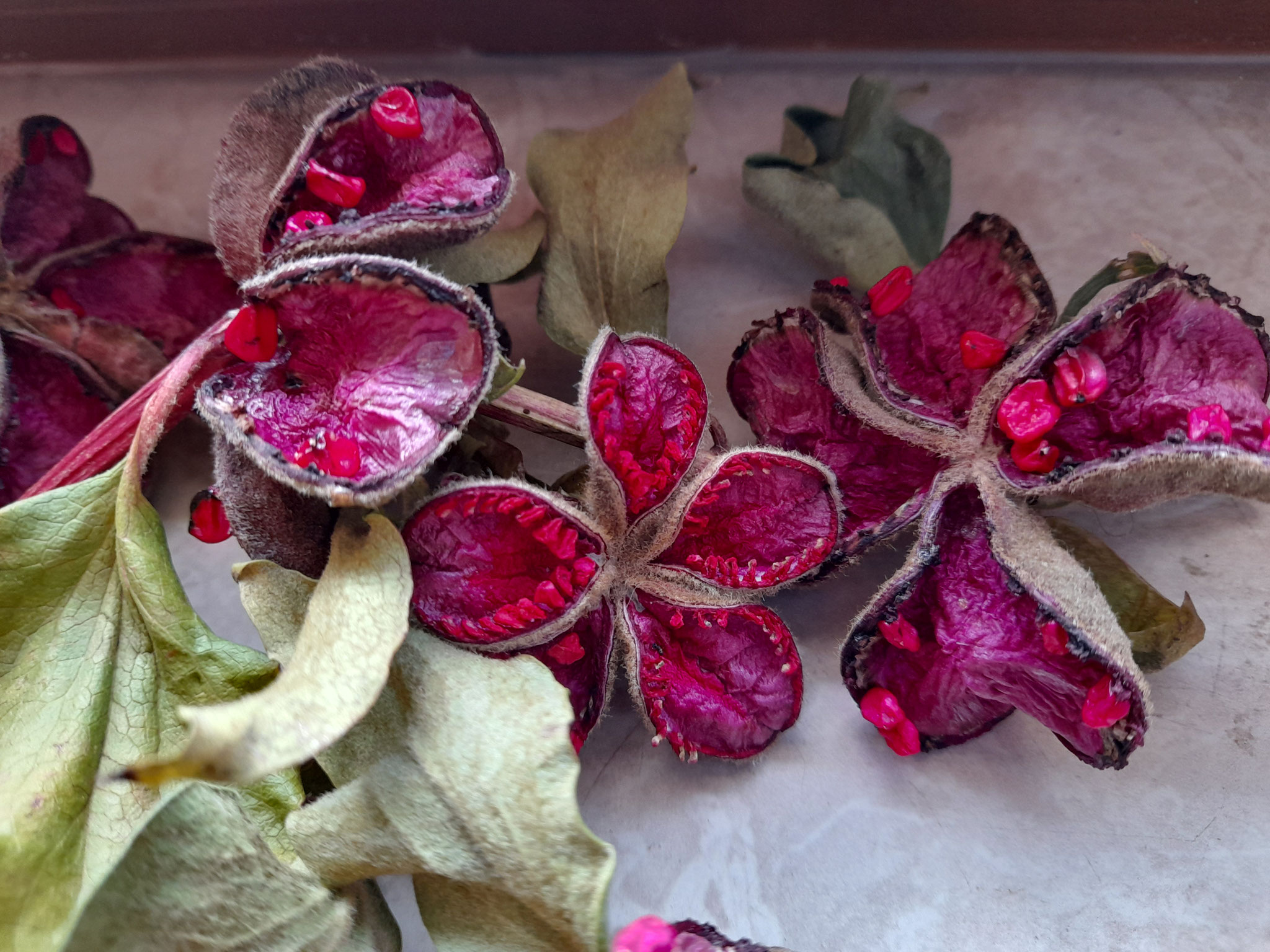 Paeonia mascula subsp. russoi - Samenschalen - Samen werden gerade ausgesät - Bild vom 25.08.2025
