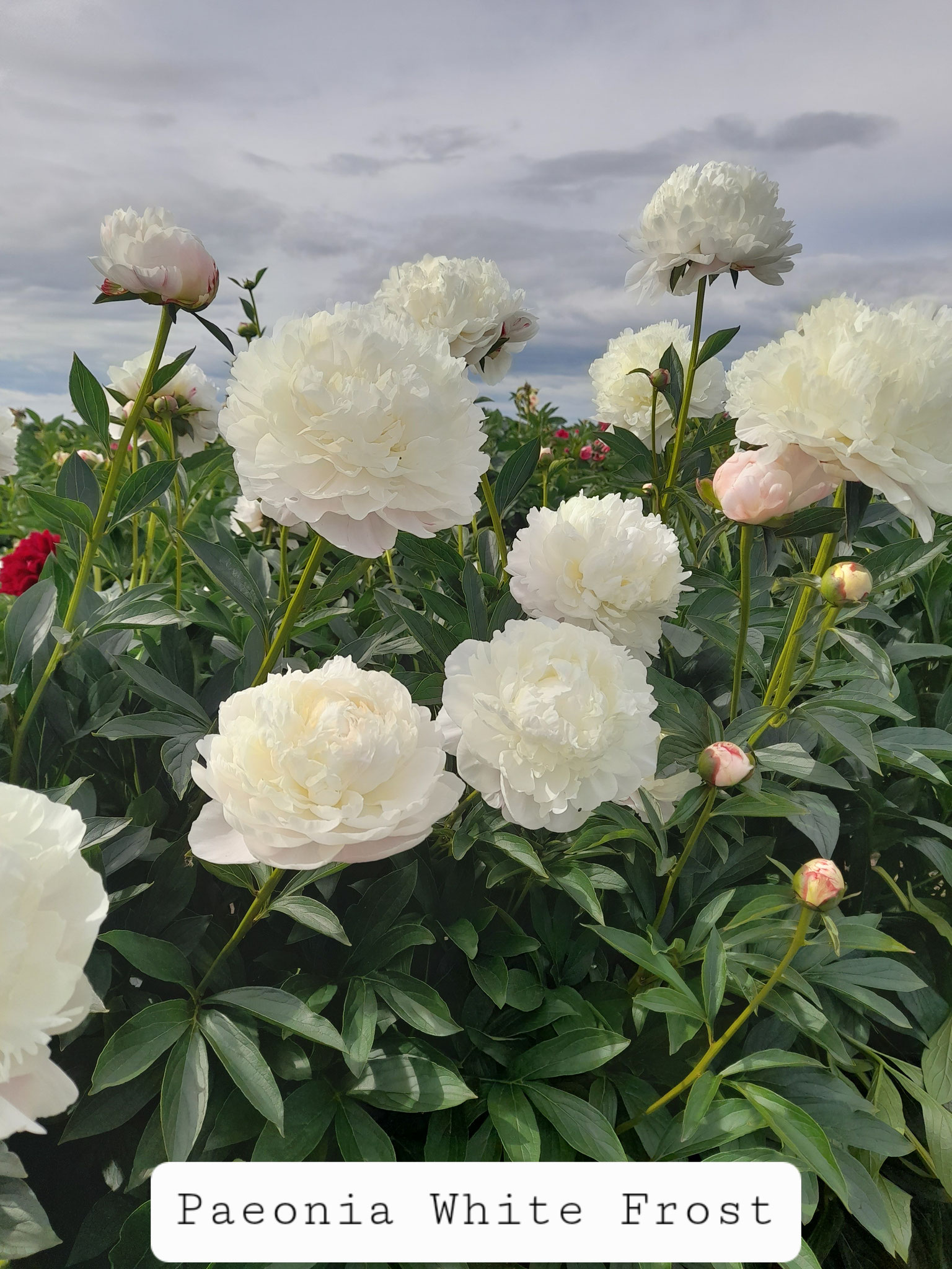 Paeonia 'White Frost'
