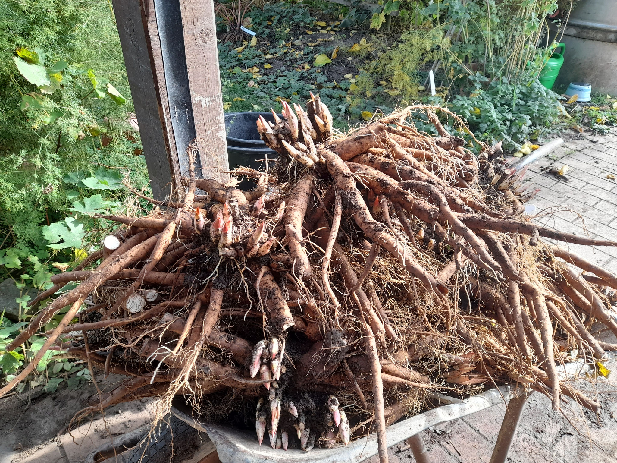 Wurzeln von Paeonia tenuifolia 'Lovely Edda' Bild vom 20.10.2025