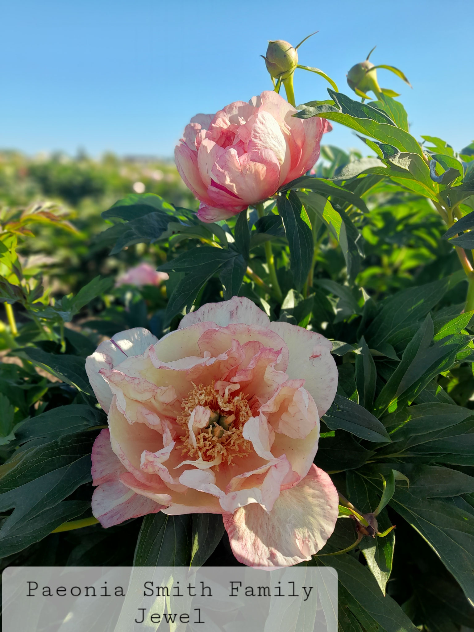 Paeonia 'Smith Family Jewel'