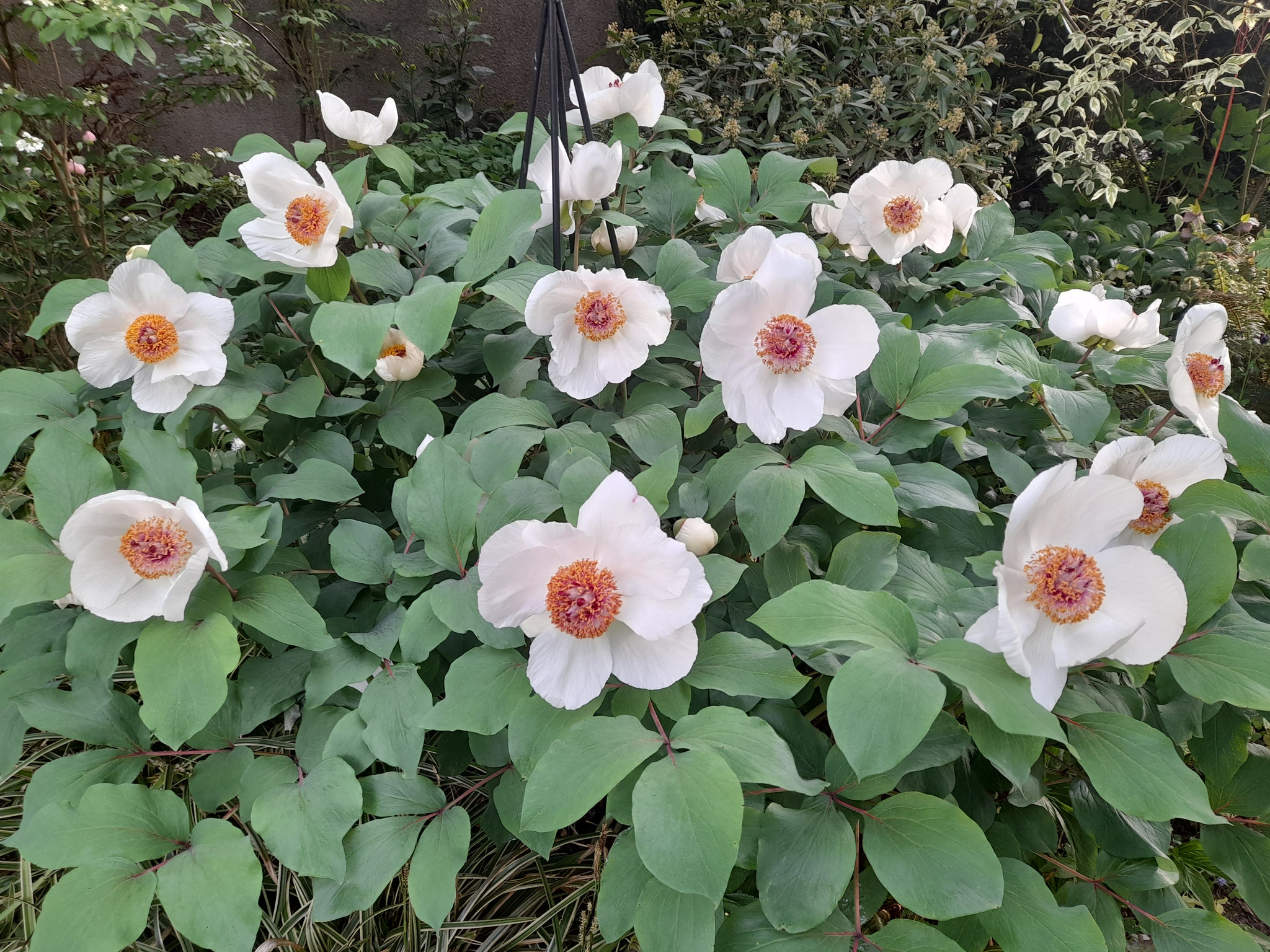 Paeonia obovata alba in Riecks Garten 3.05.2026