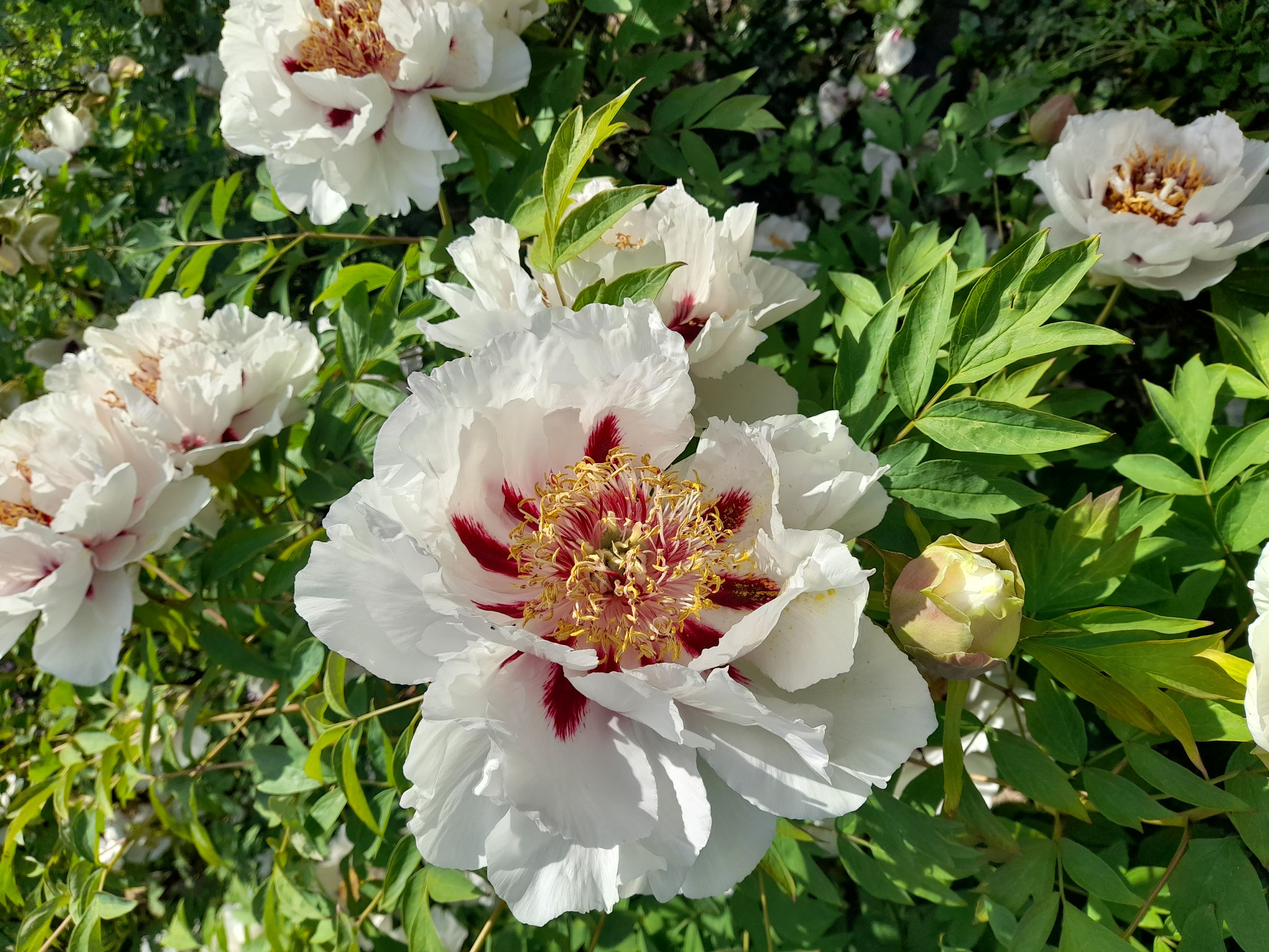 Bilder aus dem Garten von Emrich in Wonsheim am 10.05.2026