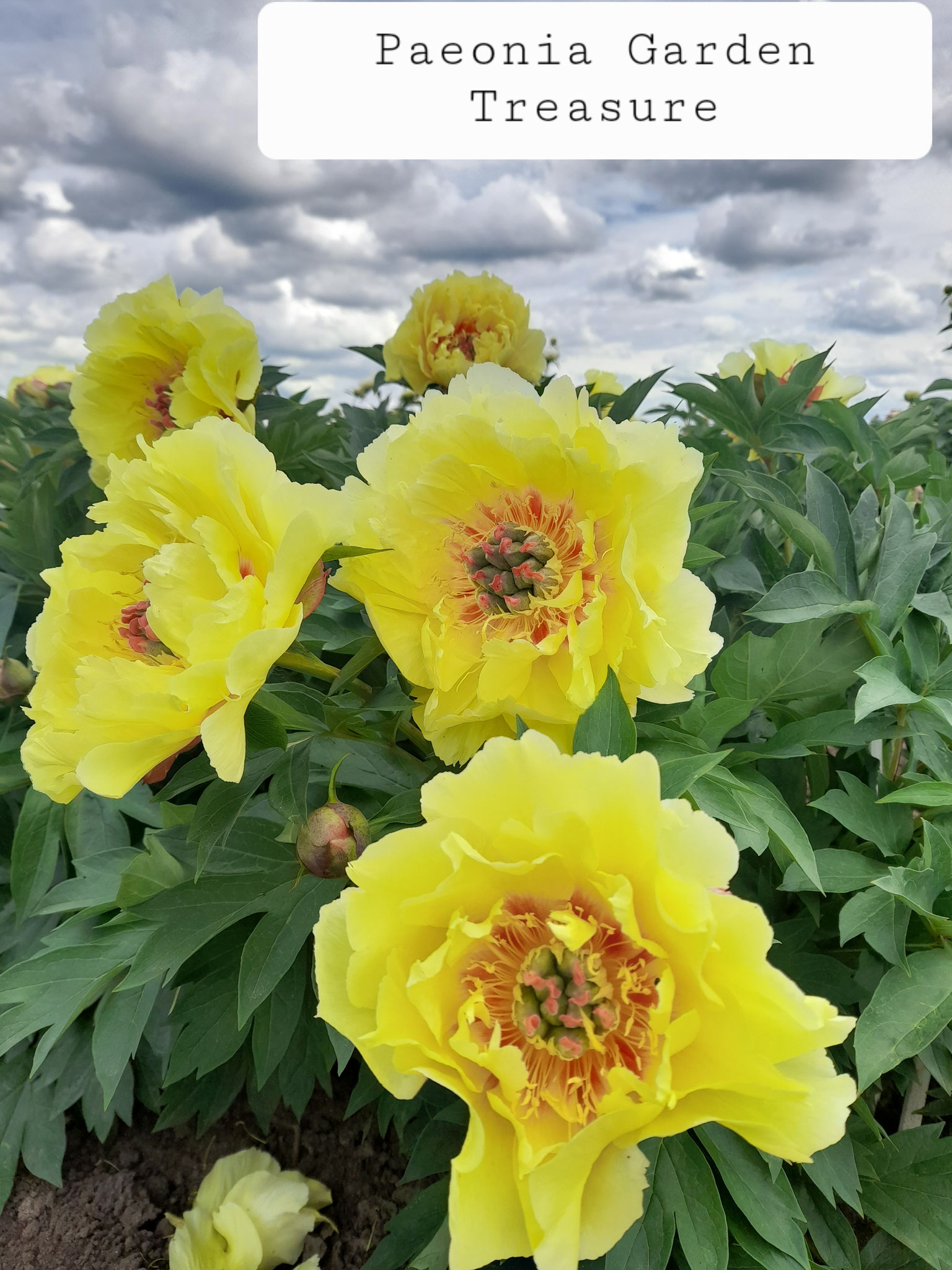 Paeonia 'Garden Treasure' Itho