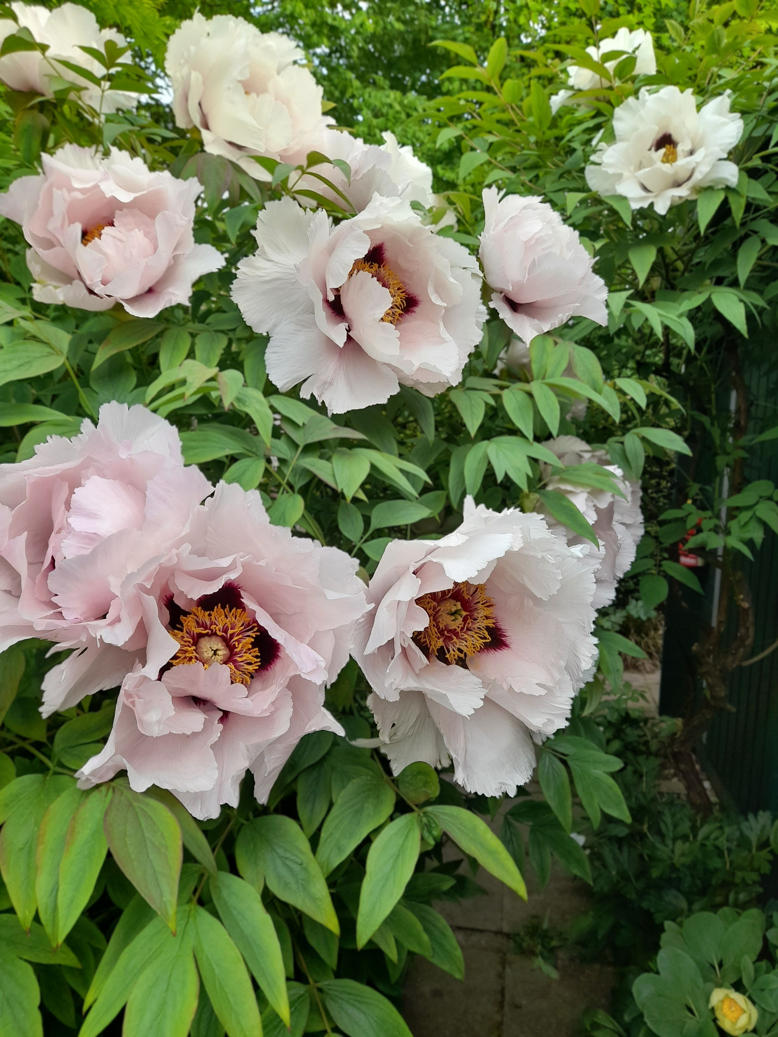 Rockii 'Franziska' Arbeitsname von Rieck 3.05.2026