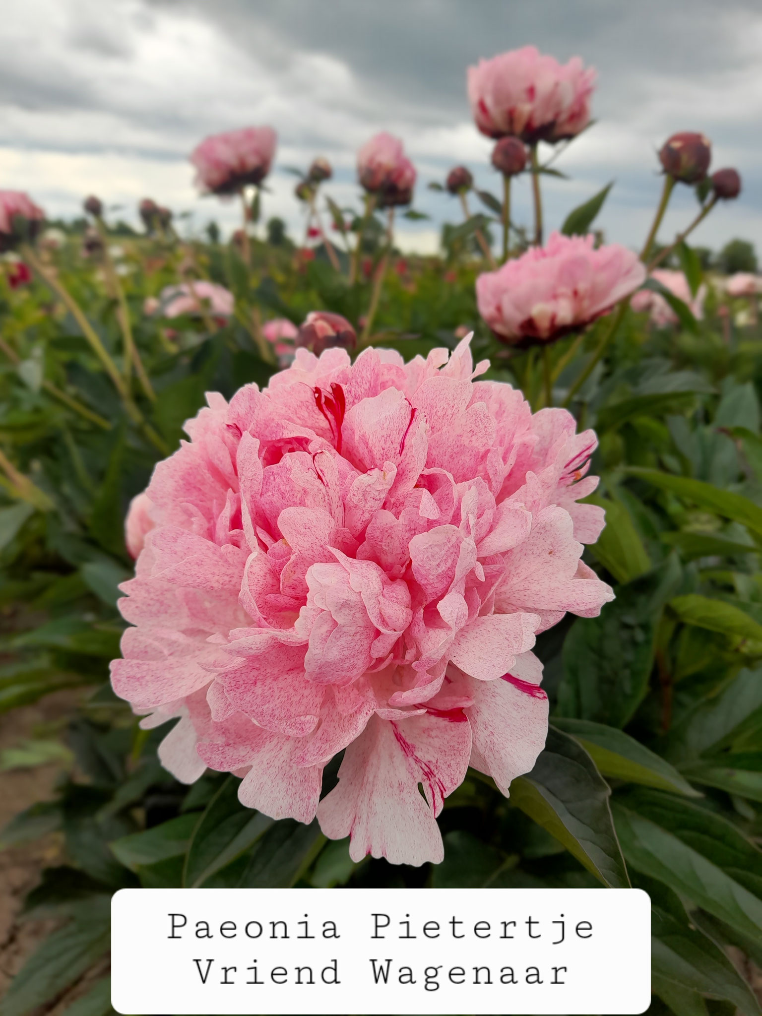 Paeonia 'Pietertje Vriend Wagenaar'