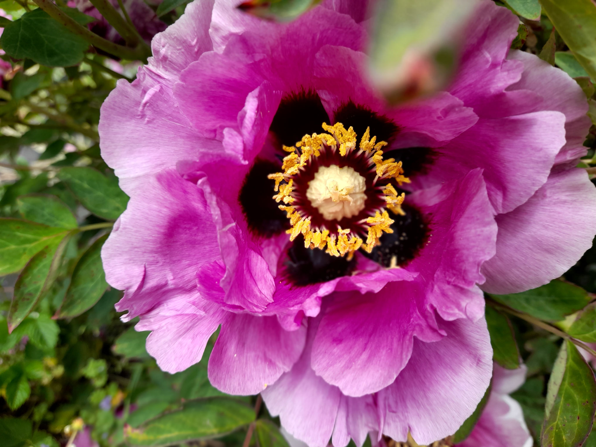 Paeonia 'Alegretto' neu angemeldet APS 2026 von Rieck