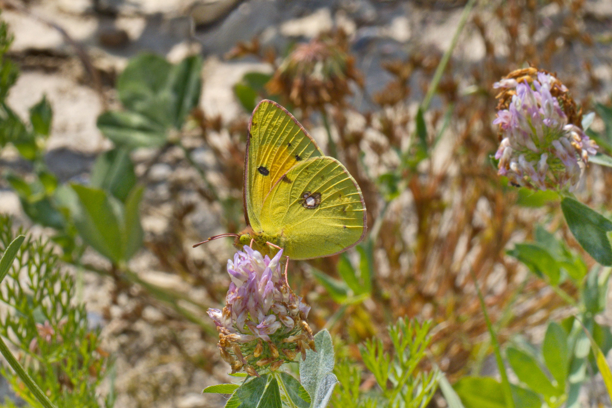 Postillion_Colias croceus