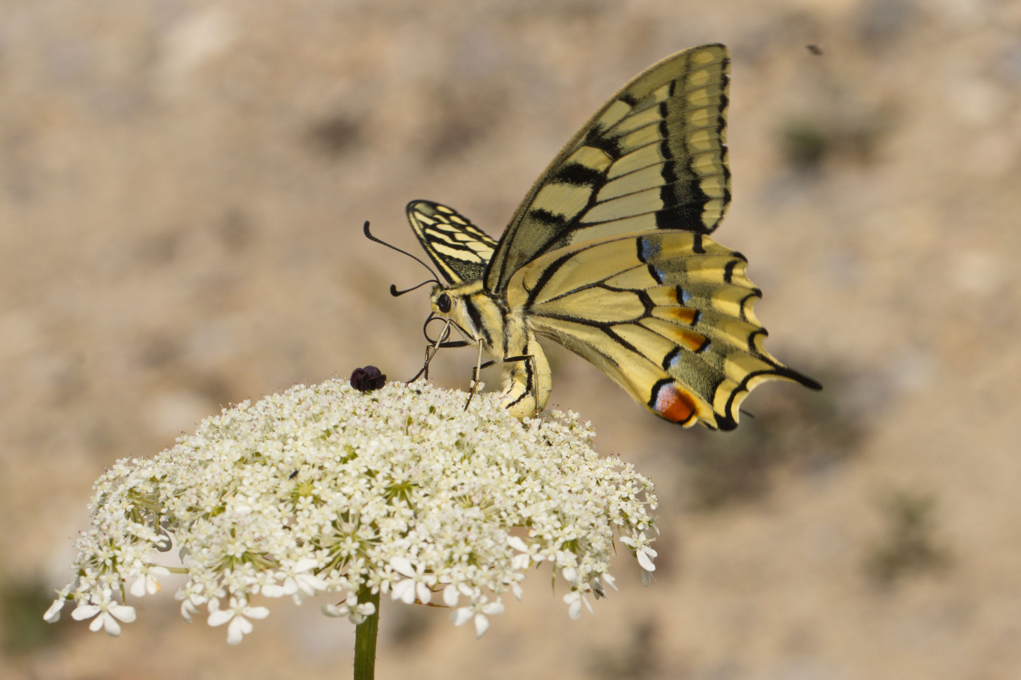 Schwalbenschwanz_Papilio machaon