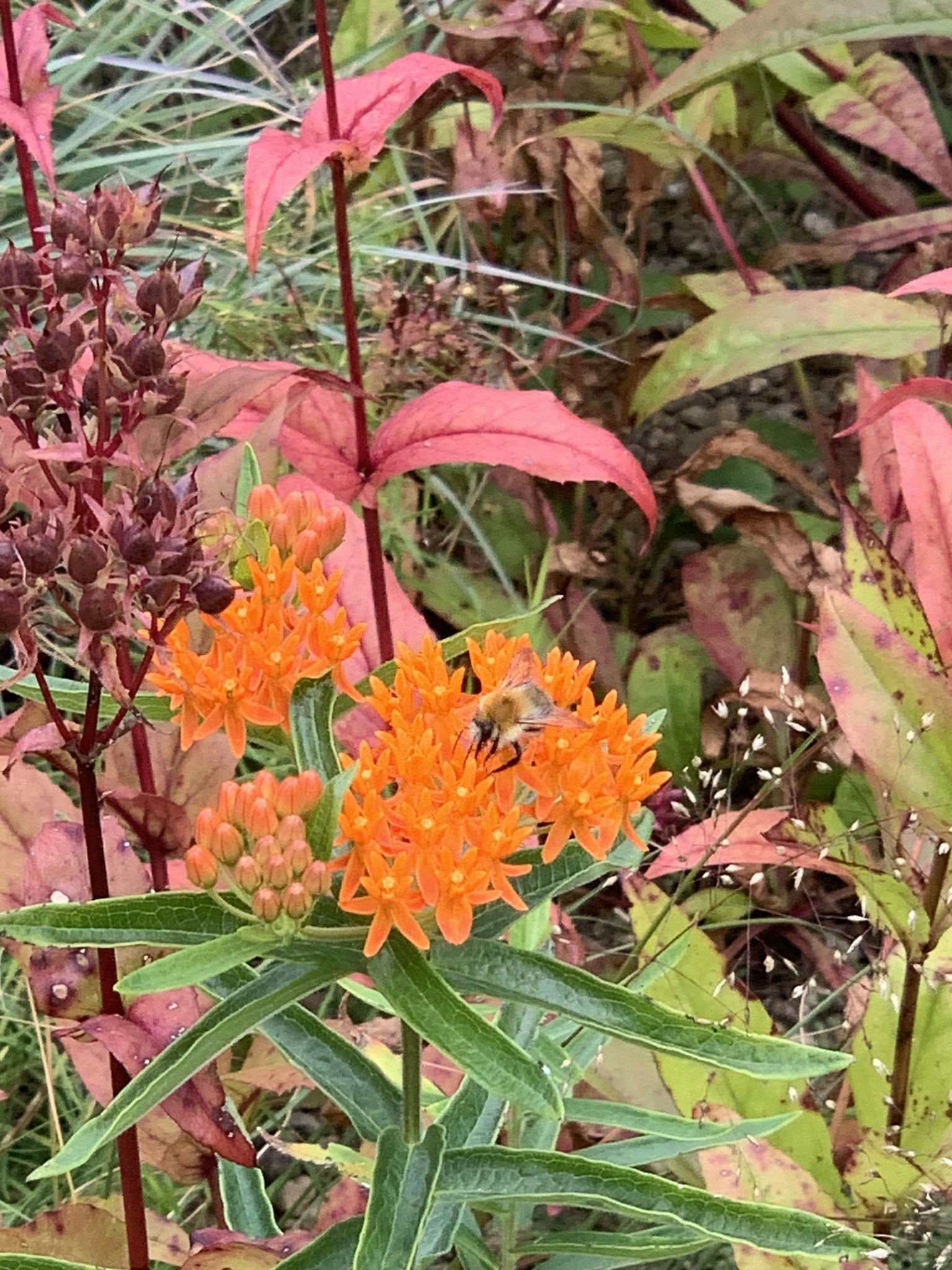 Exklusiv und insektenfreundlich ist kein Widerspruch
