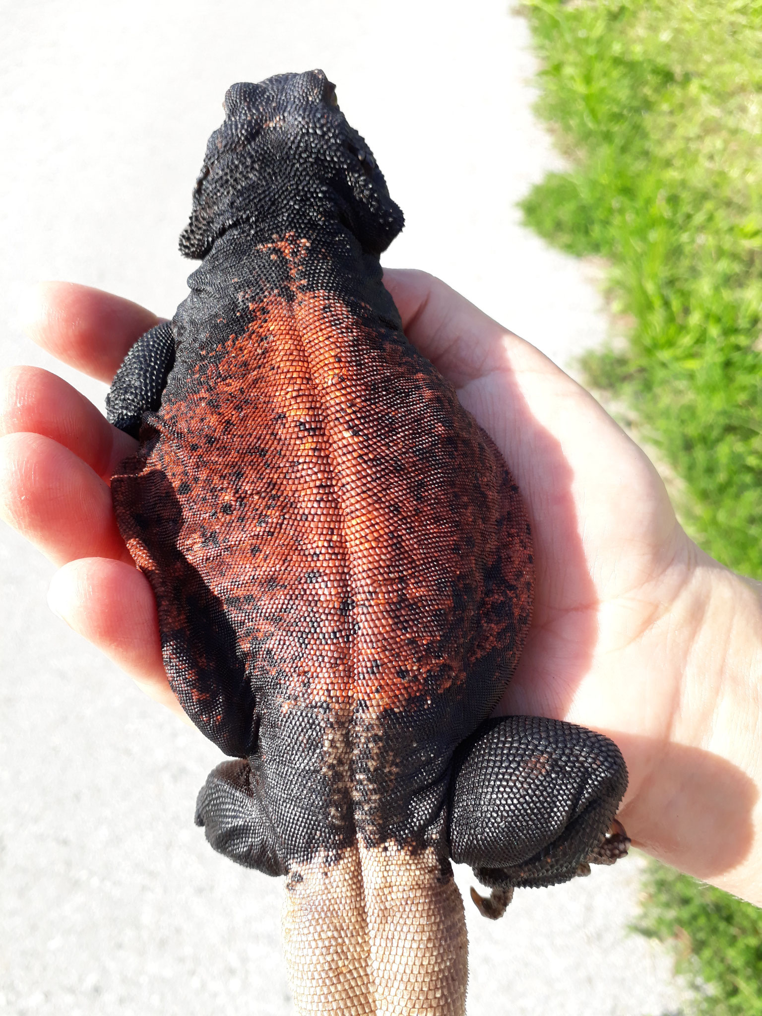 Sauromalus ater red back WorldDesertReptilesBreedingStation