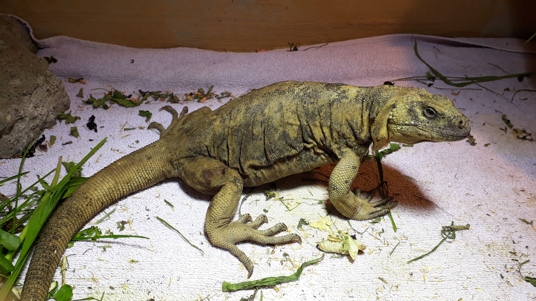 SAUROMALUS VARIUS WorldDesertReptilesBreedingStation