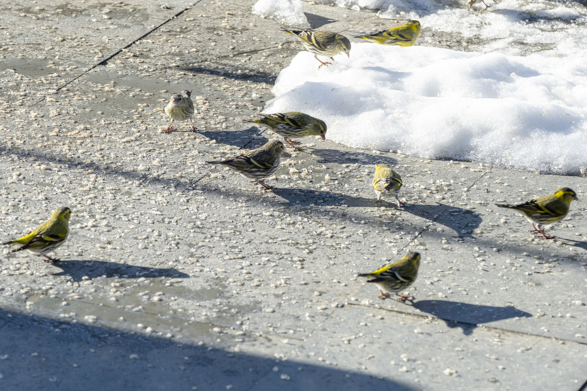 Erlenzeisige Brüten in höheren Lagen und sind in Langnau im Winter gut zu beobachten
