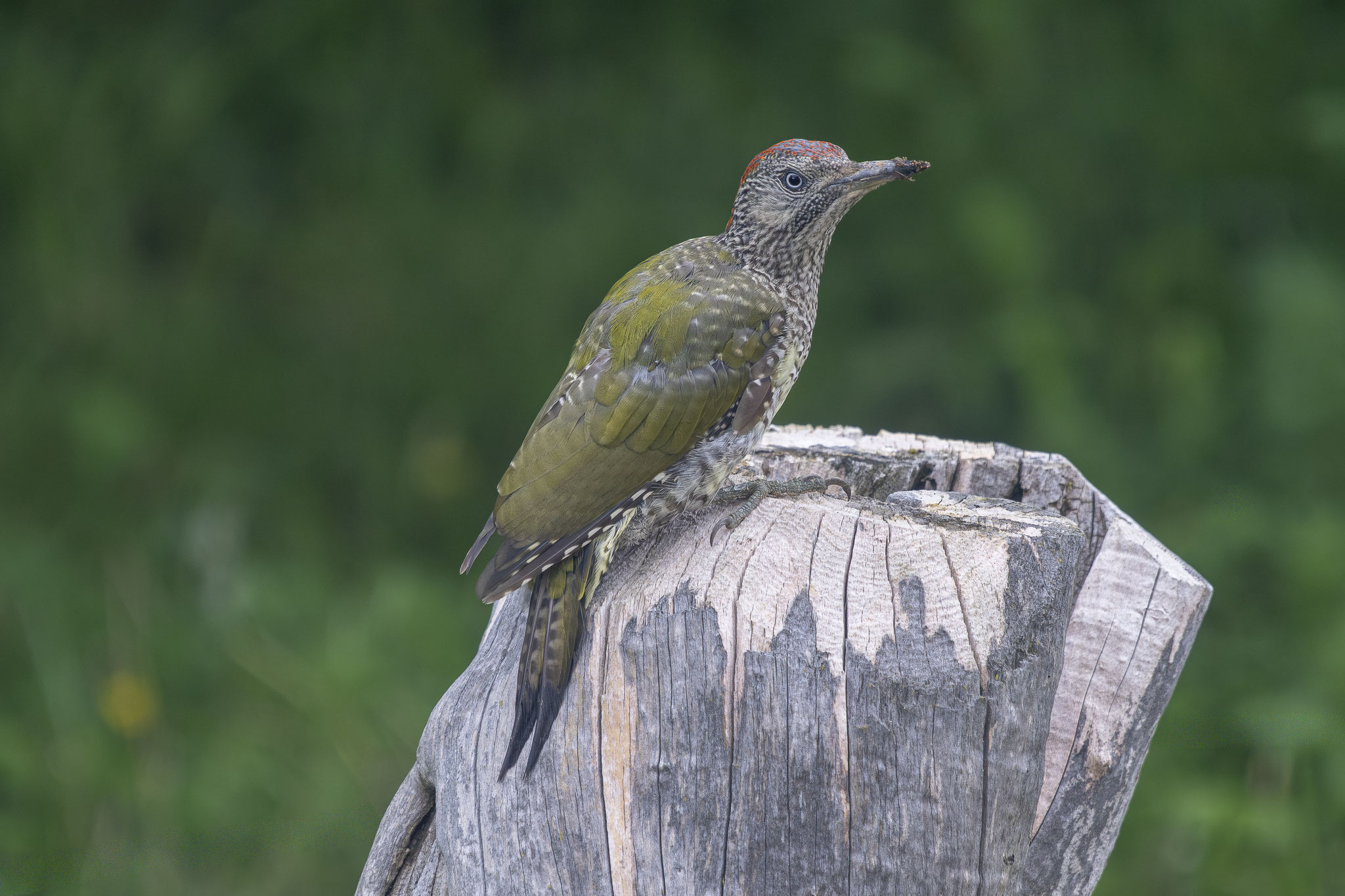 Aufgrund des stark gefleckten Gefieders ist dieser Günspecht als Jungvogel zu identifizieren.