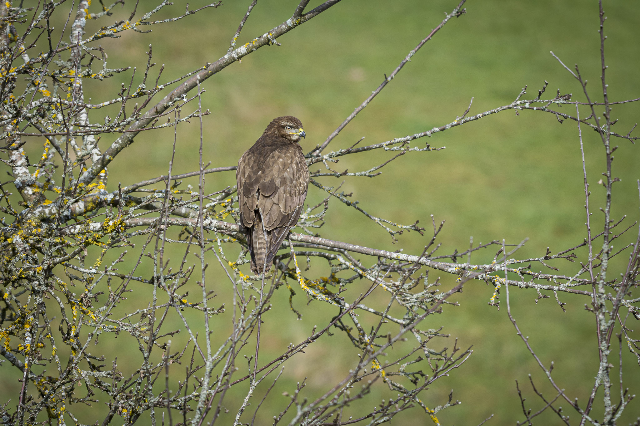 Mäusebussard