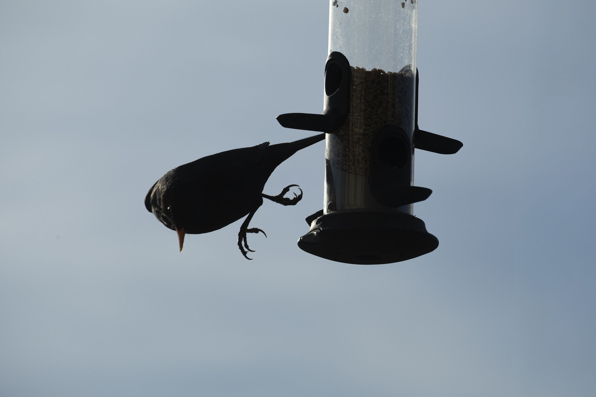 Amsel