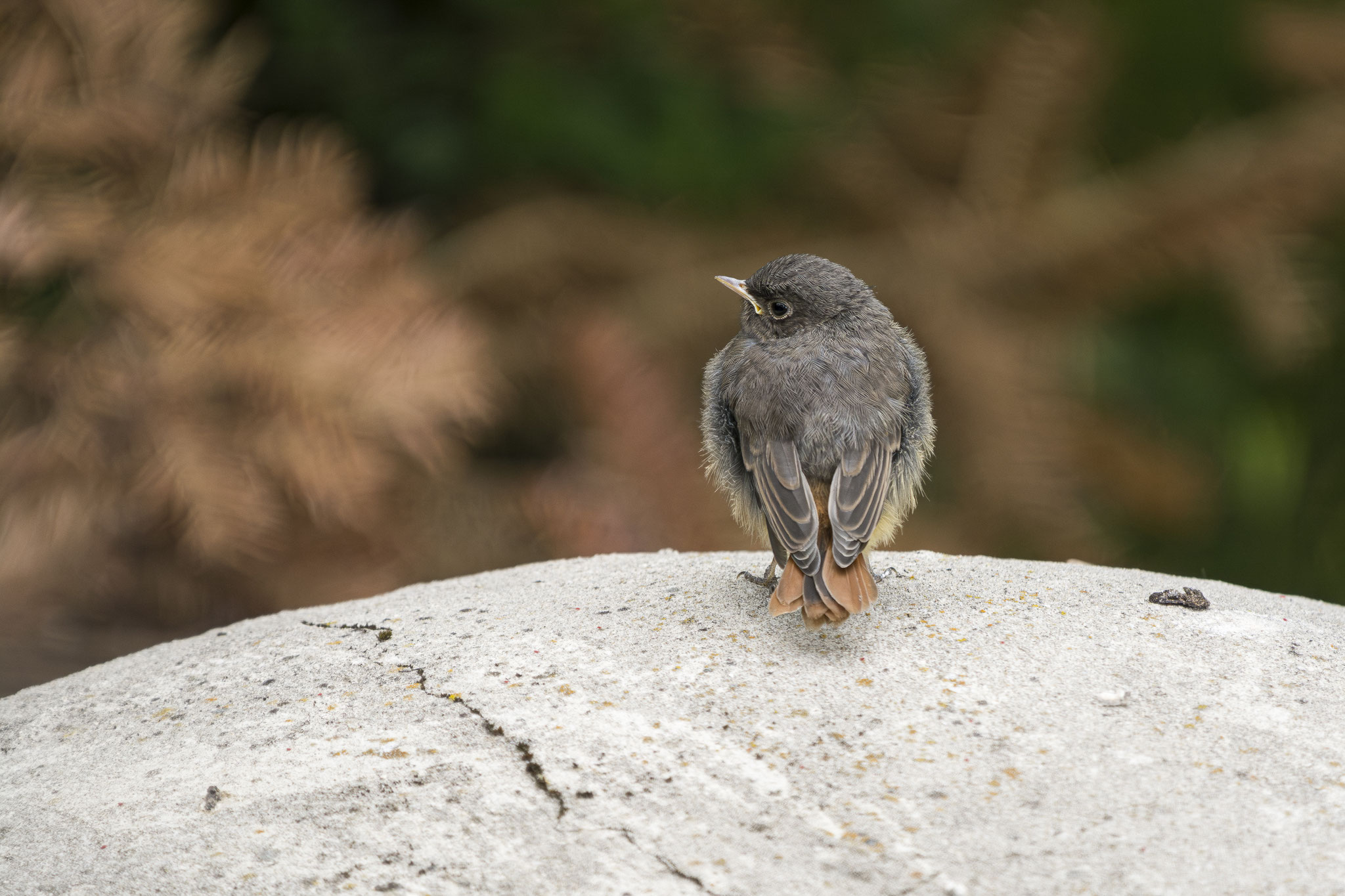 Hausrotschwanz Jungvogel
