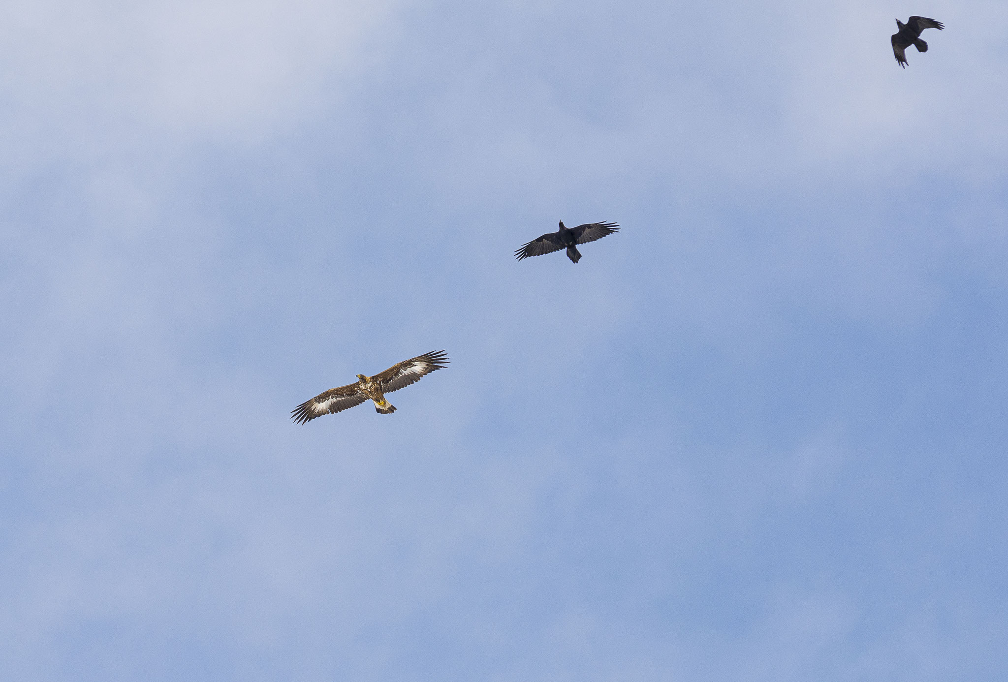 Steinadler in Begleitung mit Kolkraben
