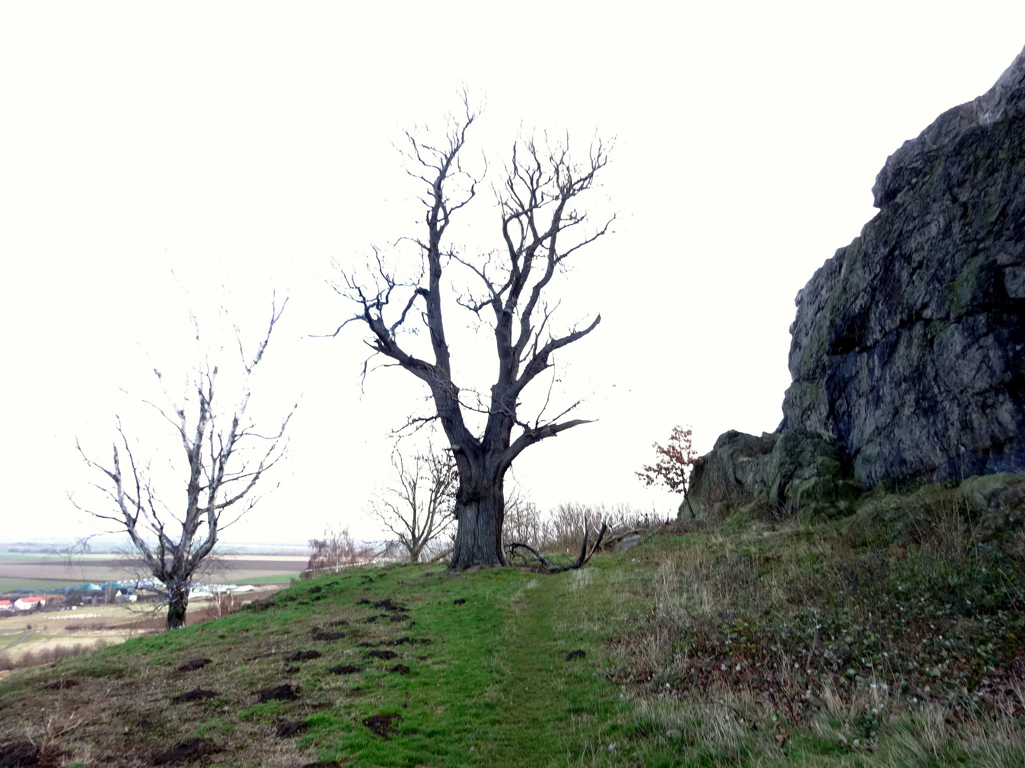 Die ebene Fläche vor der Kerbe mit dem Baum