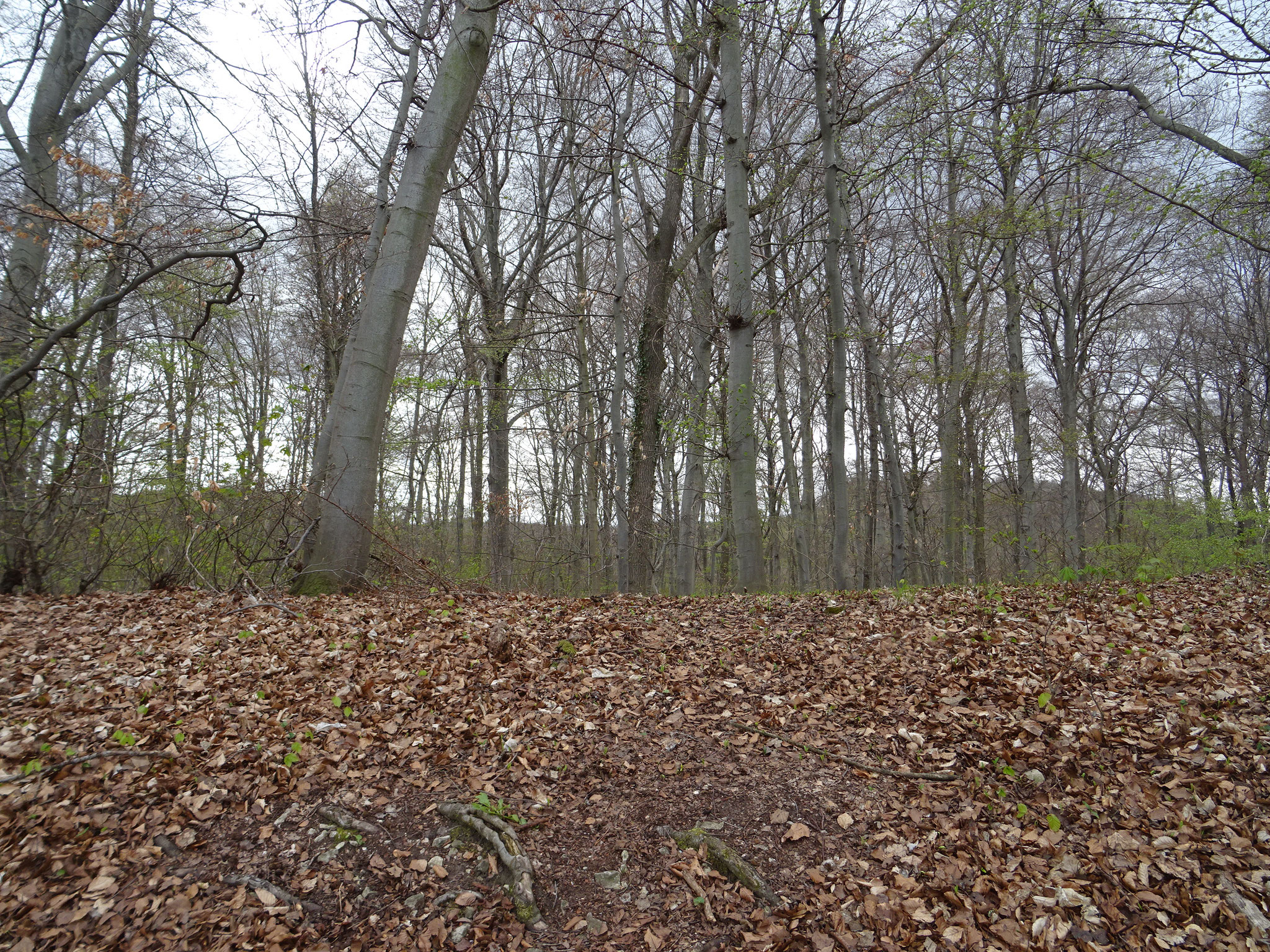 Das ist der Blick vom Horstberg zum Schmerlenbachtal