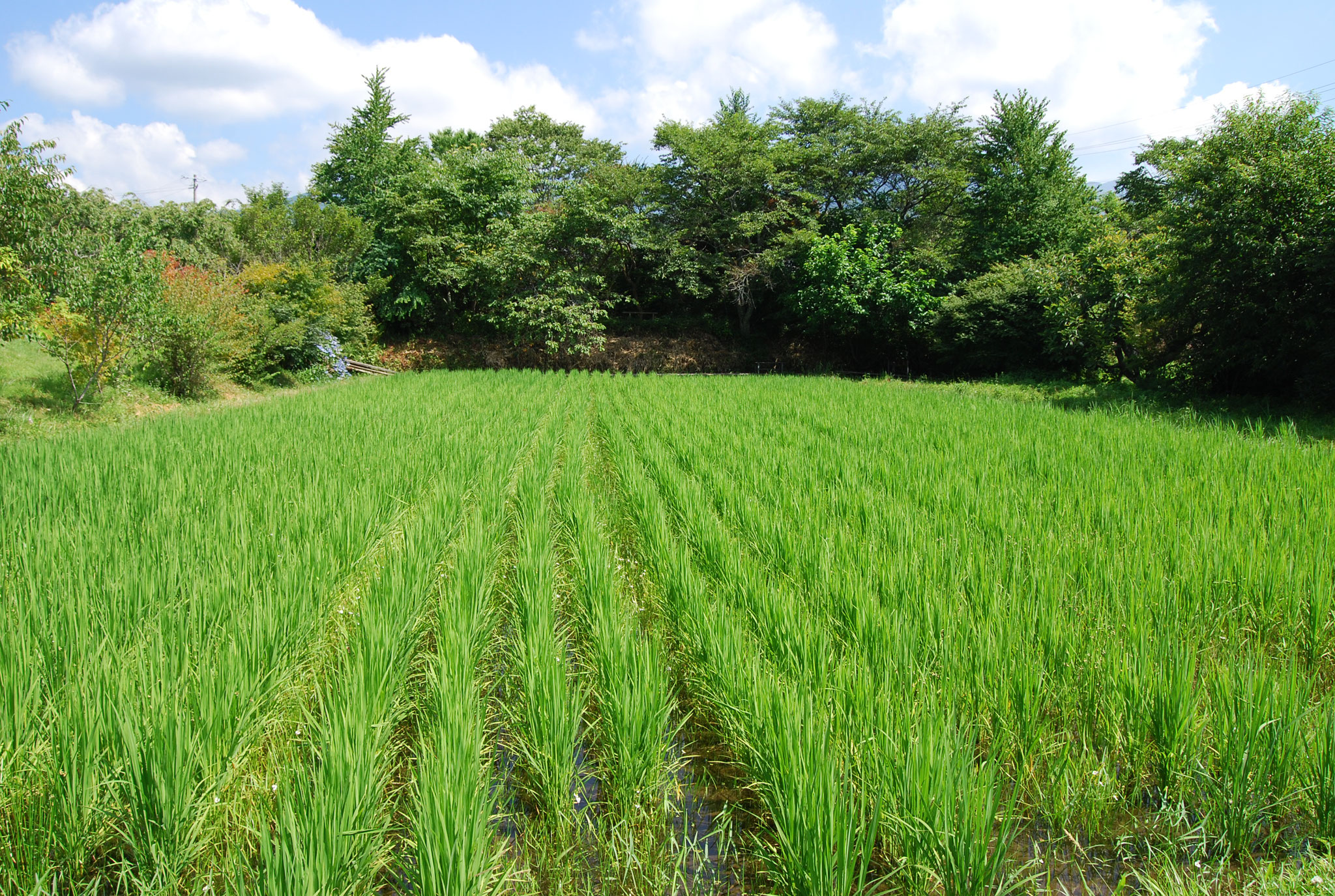 蛍が飛び交う無農薬田んぼ