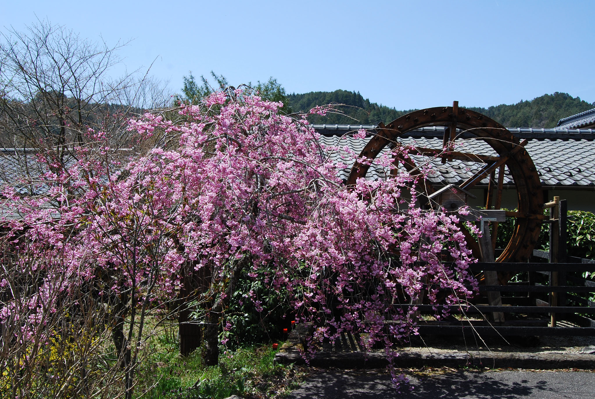 挽家の水車と桜