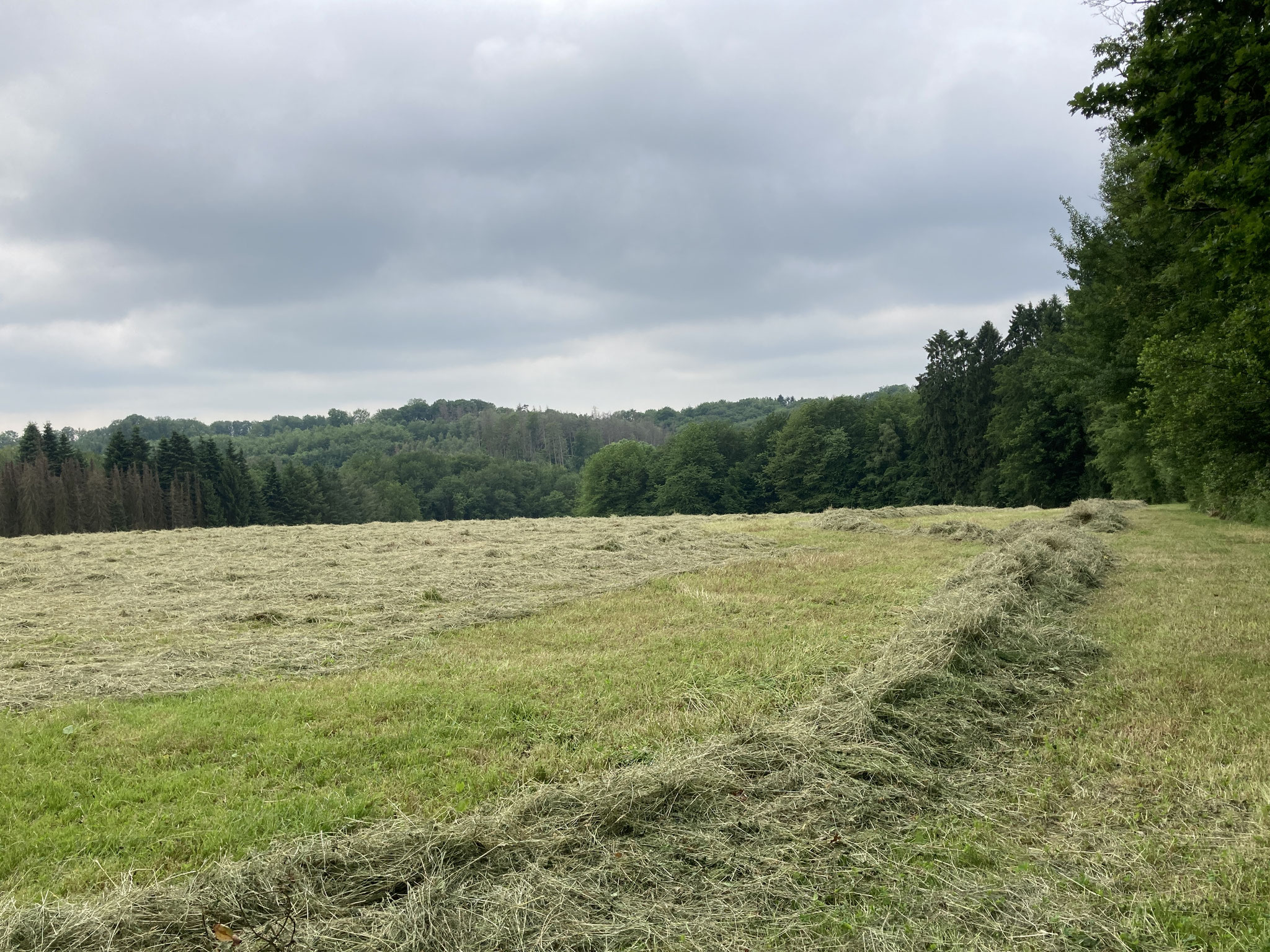 Gut zu erkennen: das Gras bleibt zum Trocknen breit ausgebreitet liegen. Vorne am Bildrand ist ein "Schwad" zu erkennen, da liegen die Grashalme auf einem ganz langgezogenen Haufen.