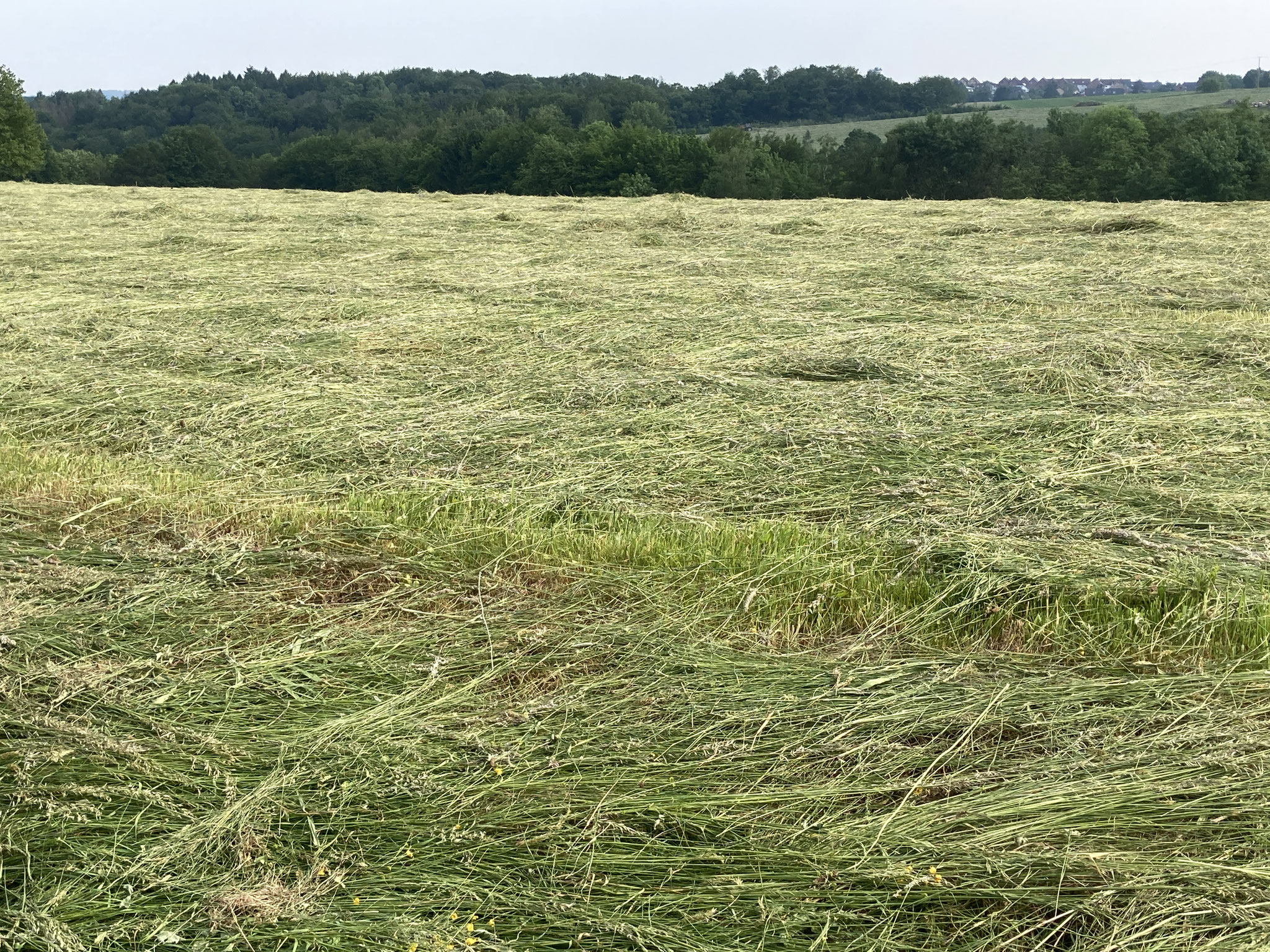 Frisch gemäht - es duftet ganz wunderbar - wie Sommer eben