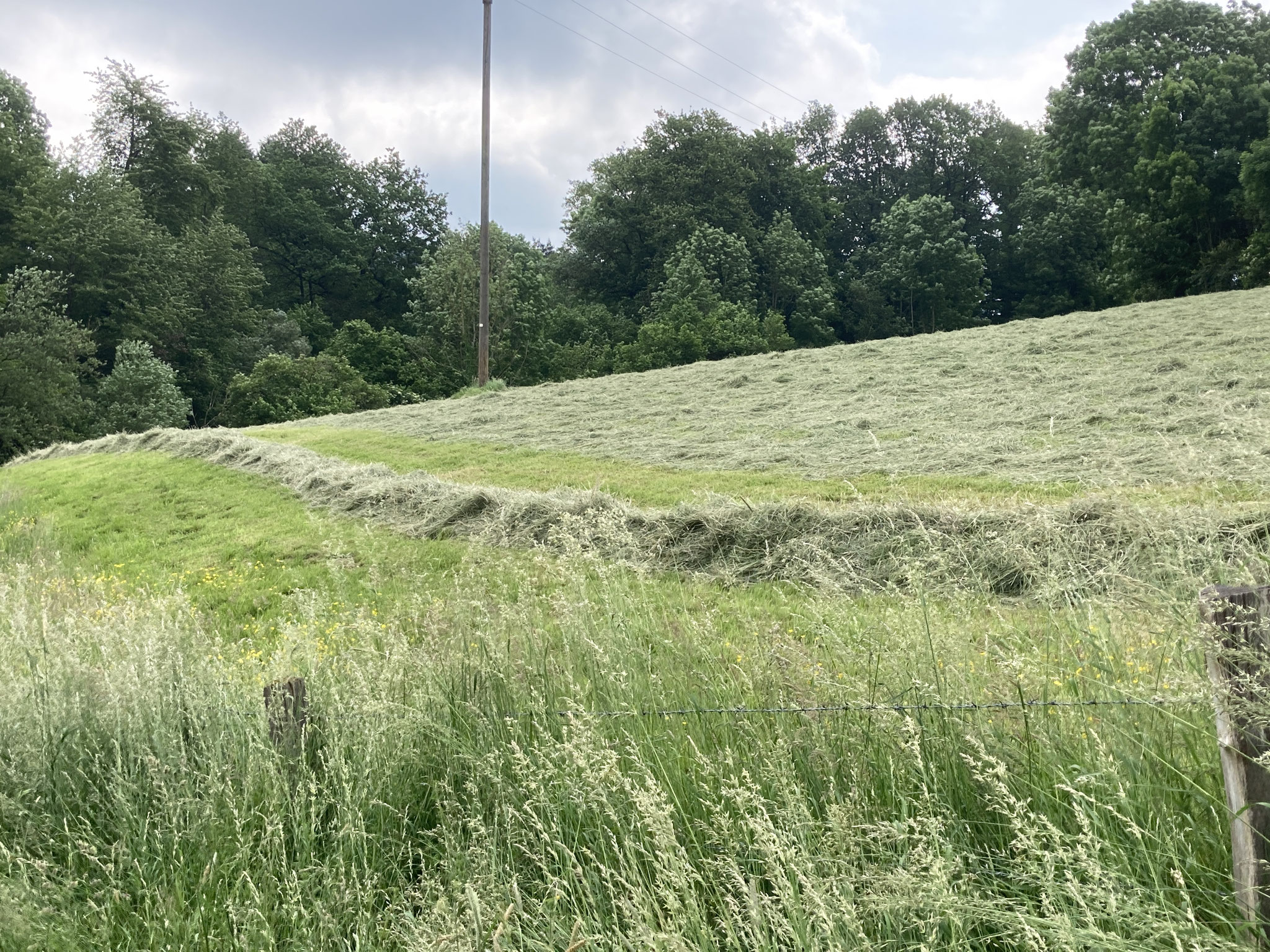 Auf einer anderen Wiese ein ähnliches Bild. Der Bauer legt das Gras zur Nacht in den Schwad, um die Oberfläche zu verkleinern, wodurch weniger Tauwasser ans Gras gelangt.  