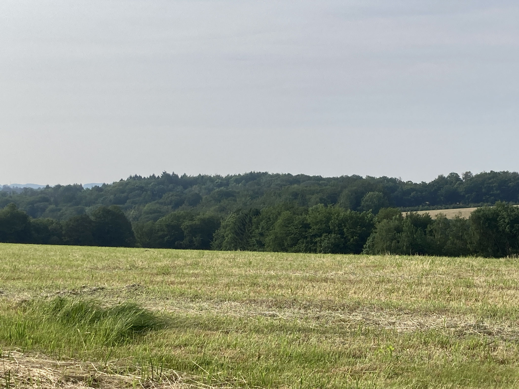 Und nun ist alles weggeräumt, in große Ballen gepresst und in der Scheune gelagert.