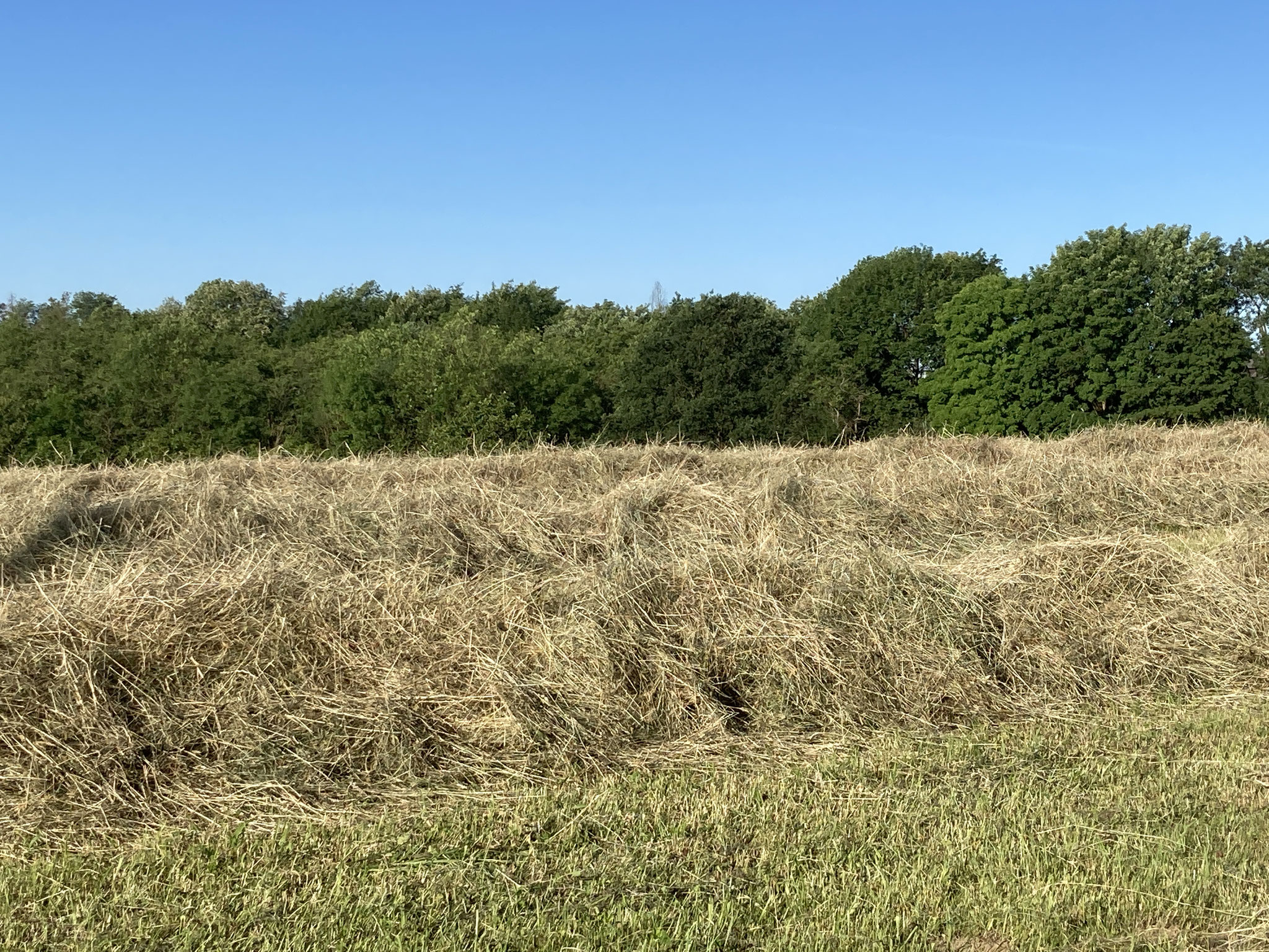 So hoch kann er Schwad sein, wenn das Gras gut gewachsen war. Und hier wartet es darauf, mit der Ballenpresse zusammengepresst zu werden.
